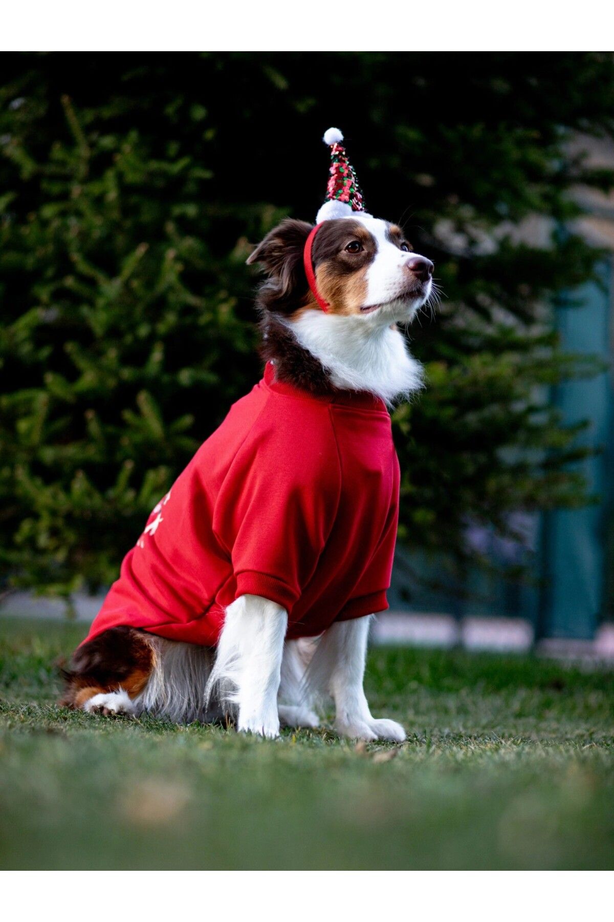 لباس سگ WOOFMAS COLLECTION برند اسکی‌اندارد Asky&Erd، قرمز