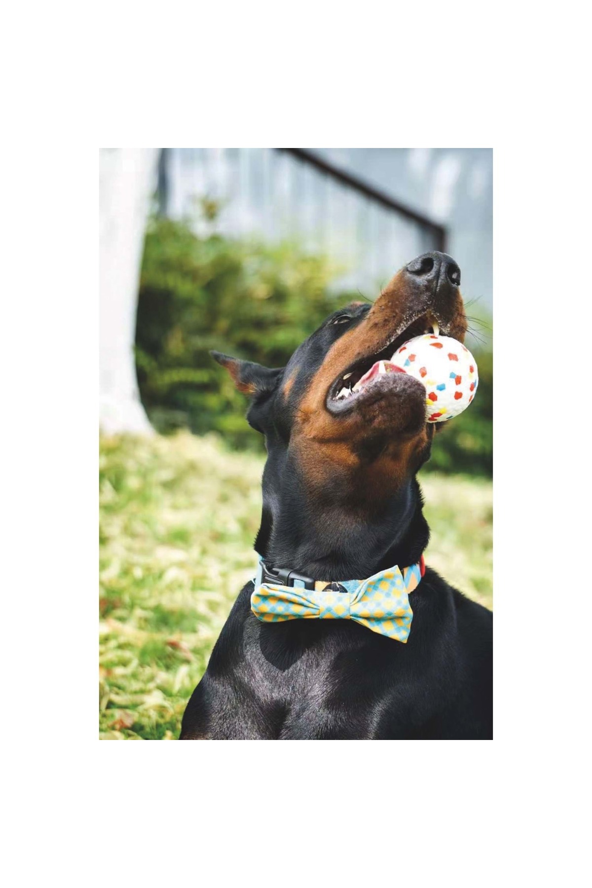 توپ بازی سگ ام‌پتس M-PETS Bloom Ball، چندرنگ، قطر ۷ سانتی‌متر