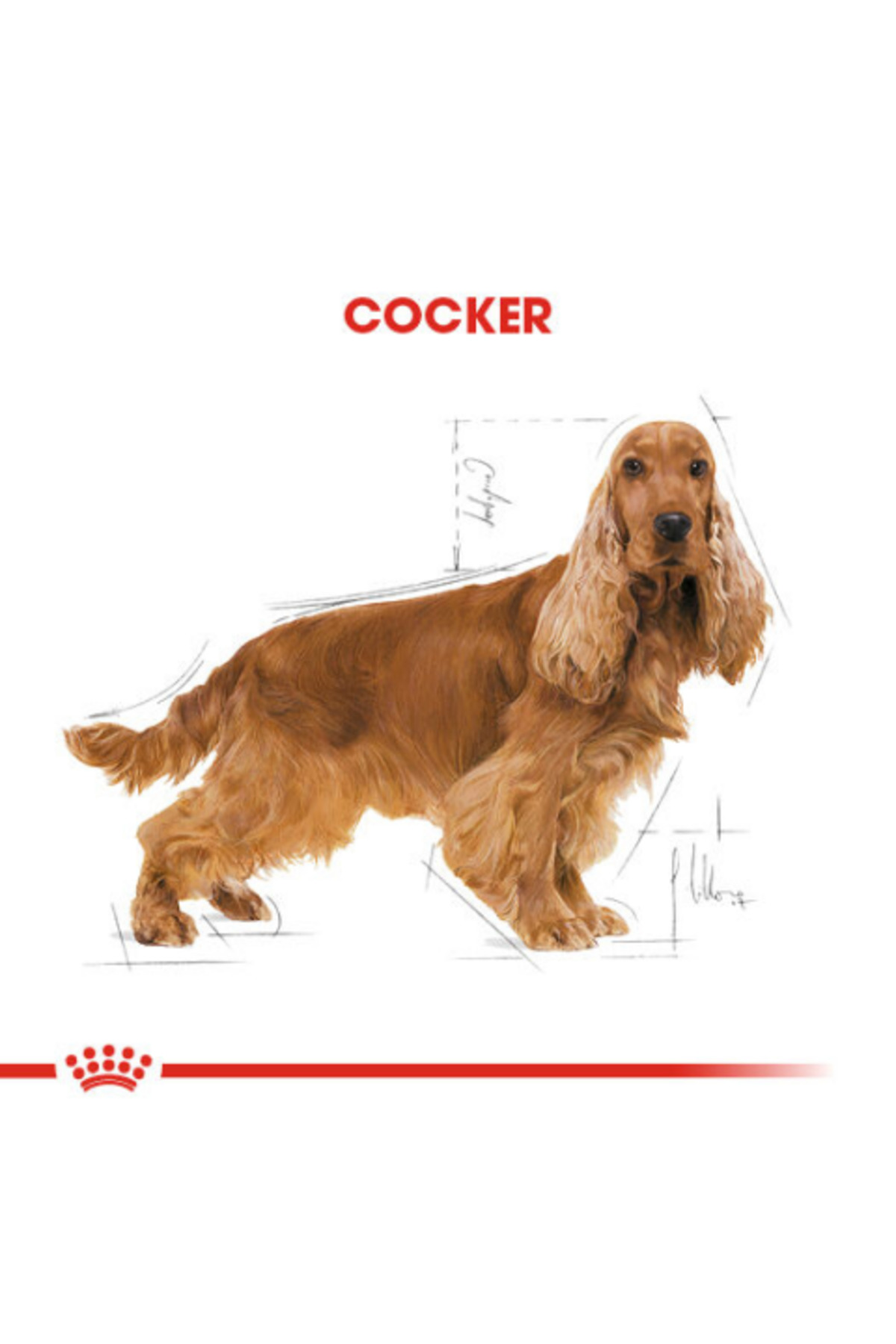 غذای خشک سگ کوکر Cocker Adult، ۳ کیلوگرم؛ رویال کنین Royal Canin
