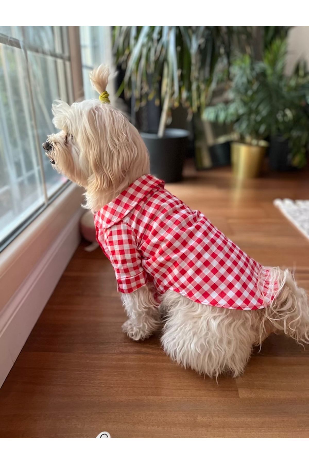 پیراهن سگ پاپلین چهارخانه قرمز میس دیزی پت بوتیک Miss Daisy Pet Boutique مدل MDKPG01