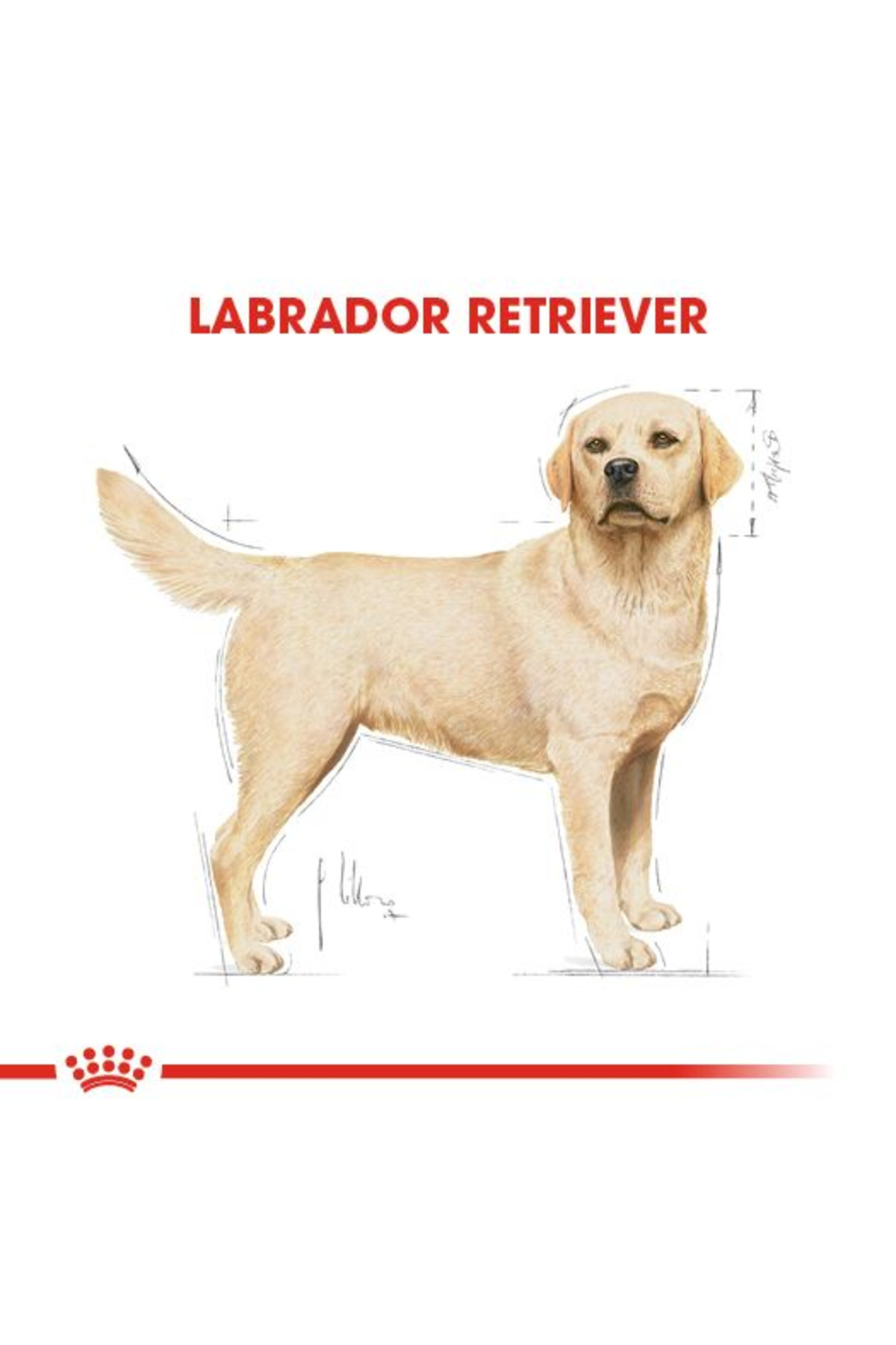غذای خشک سگ لابرادور بالغ، رویال کنین Royal Canin Labrador Adult، ۱۲ کیلوگرم
