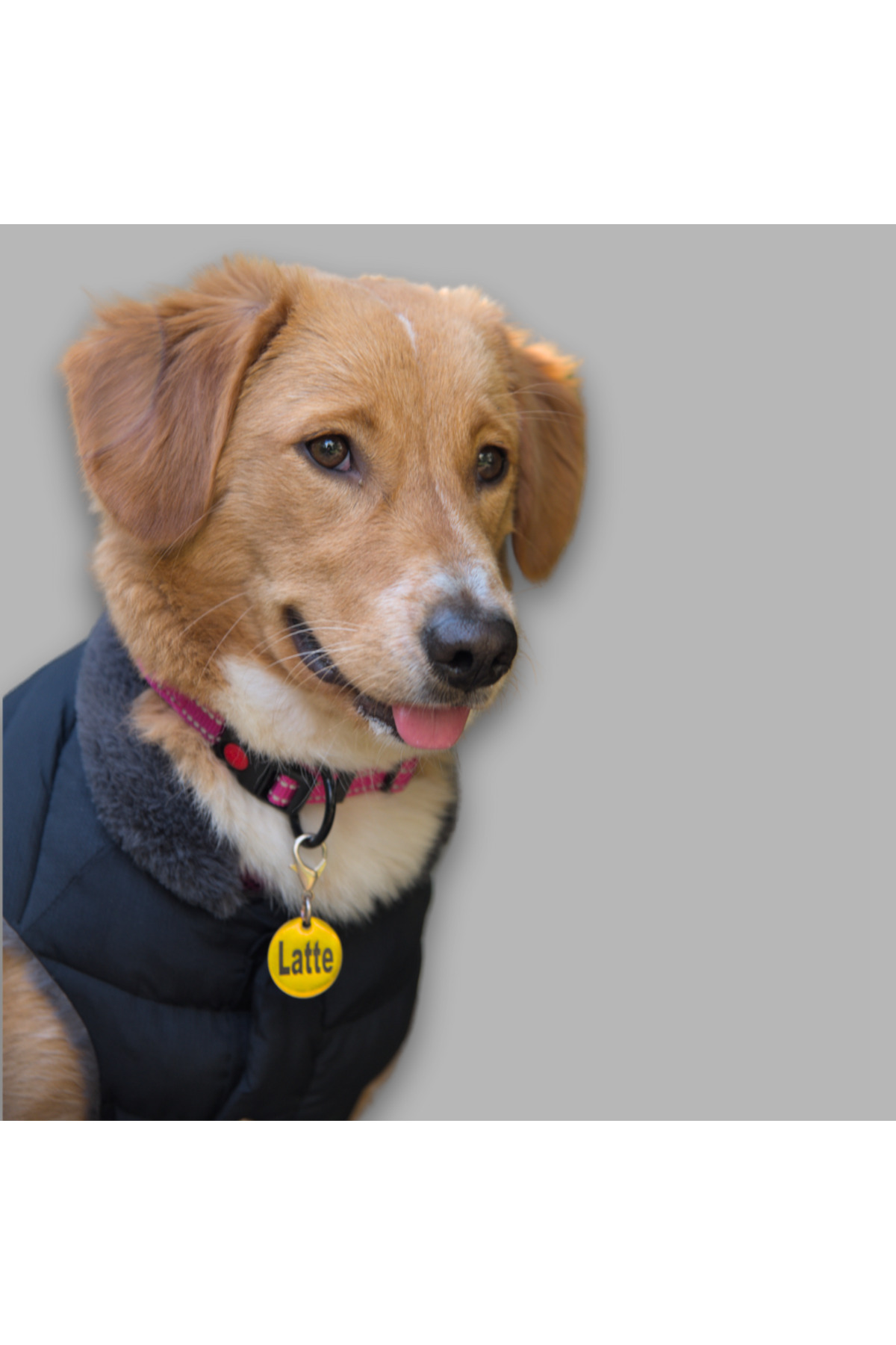 کاپشن پفی سگ لولو دِ اربن پاپ Lulu The Urban Pup، سرمه‌ای، مدل LTUP4000