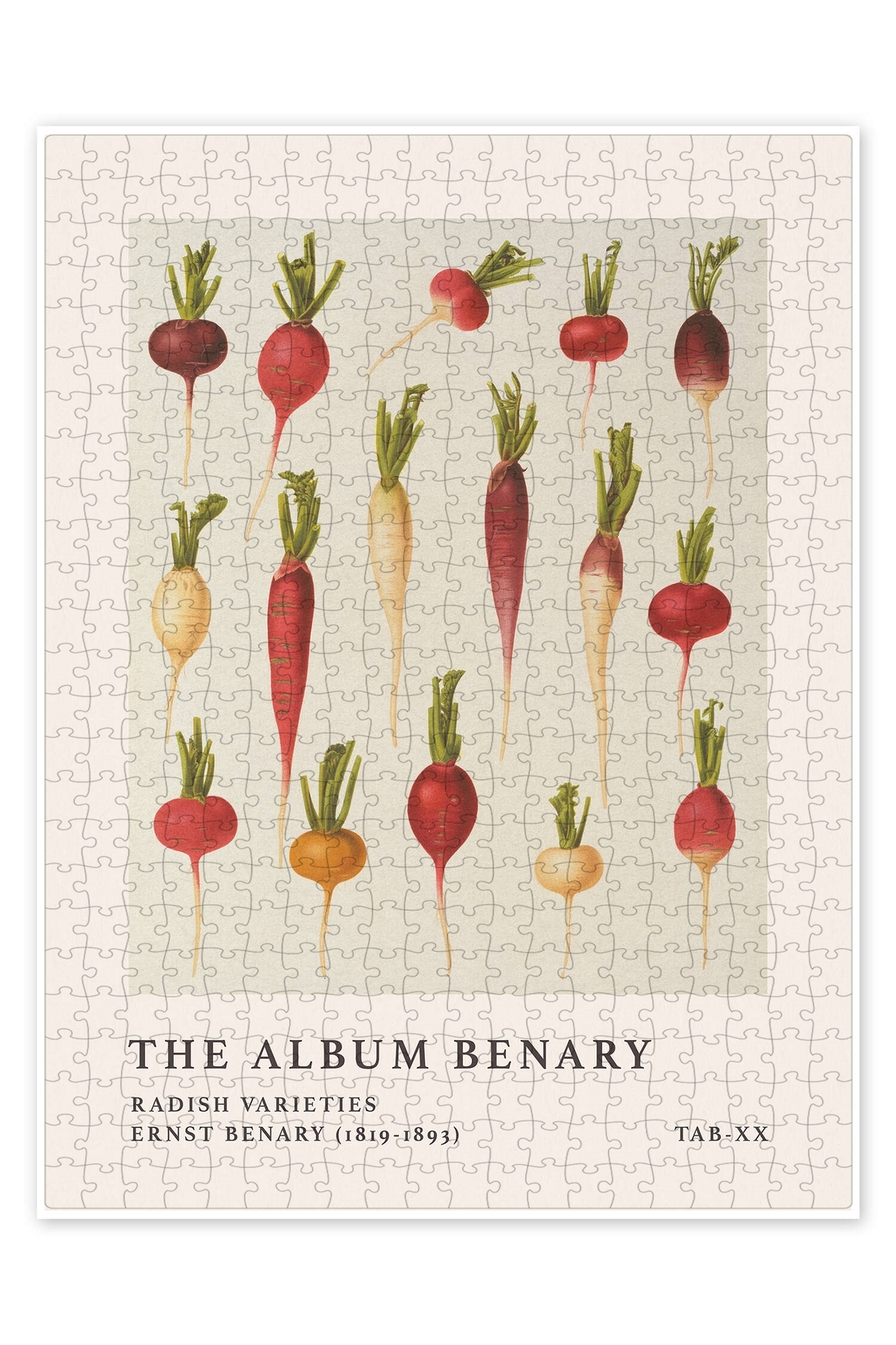 پازل آلبوم BENARY RADISH VARIETIES 500 PIECE PUZZLE KITCHEN با تم بزرگسالان از ترکیه Jeronkarji