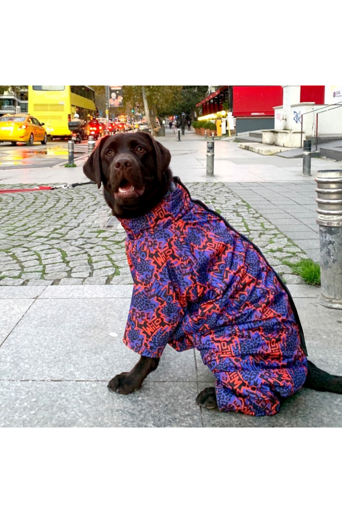 لباس بارانی سگ آلفادگ دیزاین Alphadog Design Wild، مدل LY235-000، چندرنگ