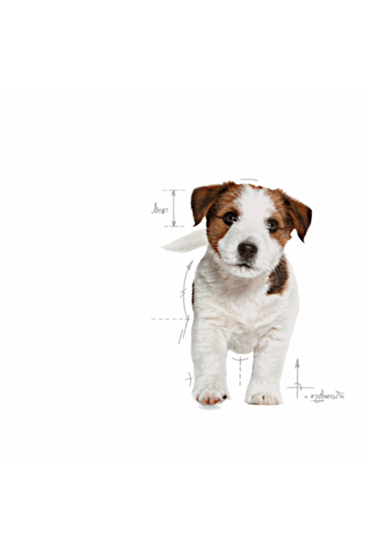 غذای خشک سگ Mini Puppy رویال کنین Royal Canin، طعم مرغ، ۲ کیلوگرم