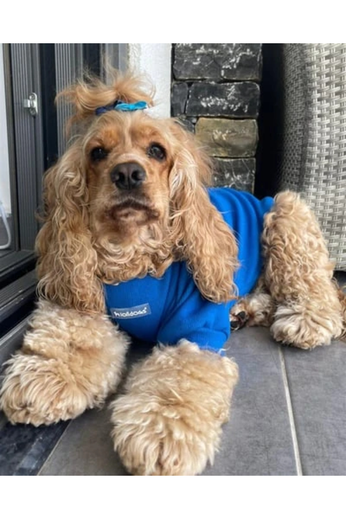 سویشرت سگ لولی‌داگز Lolidogs مدل 2179، آبی ساکس