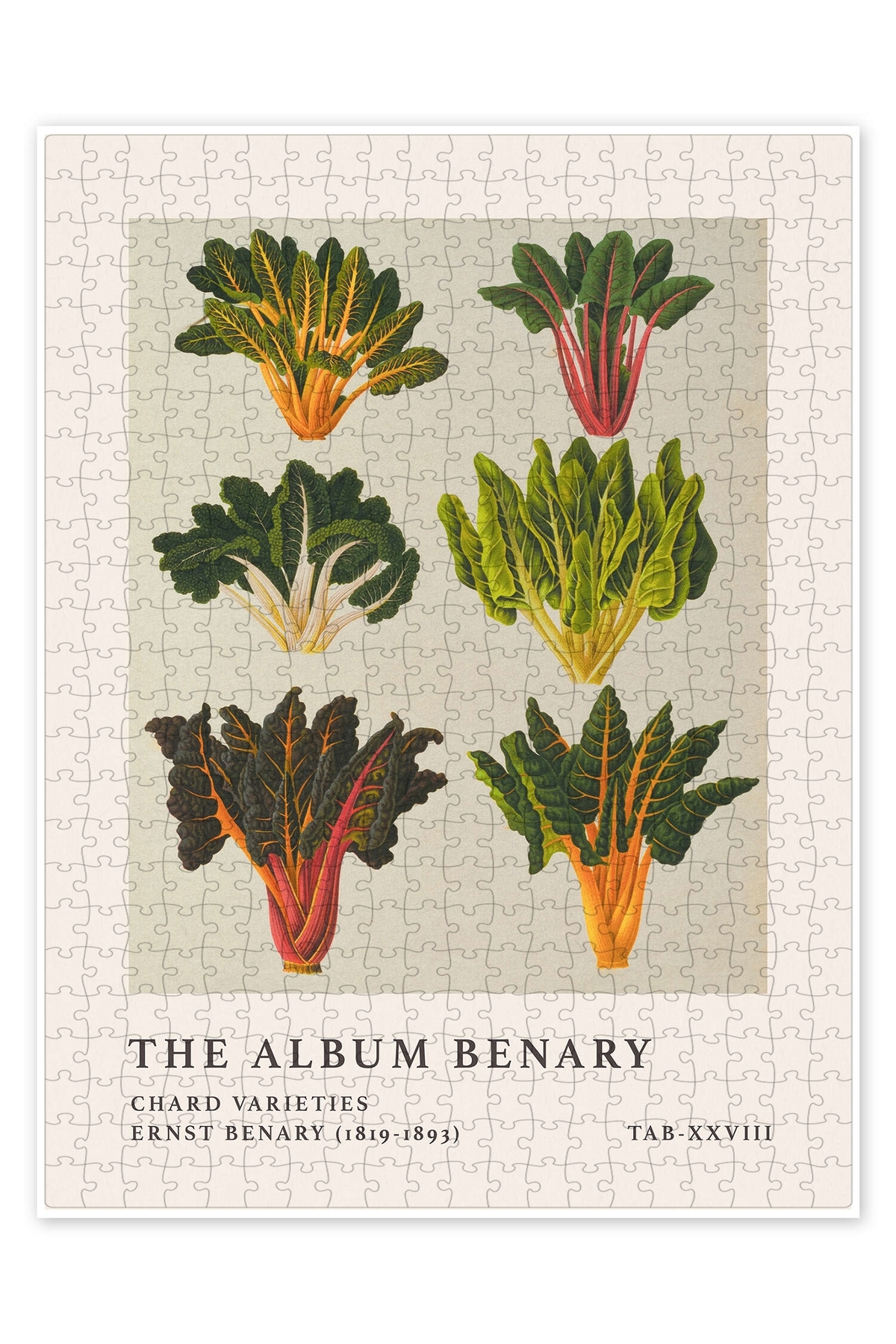 پازل آلبوم BENARY CHARD VARIETIES 500 PIECE PUZZLE KITCHEN با تم بزرگسالان از ترکیه Jeronkarji