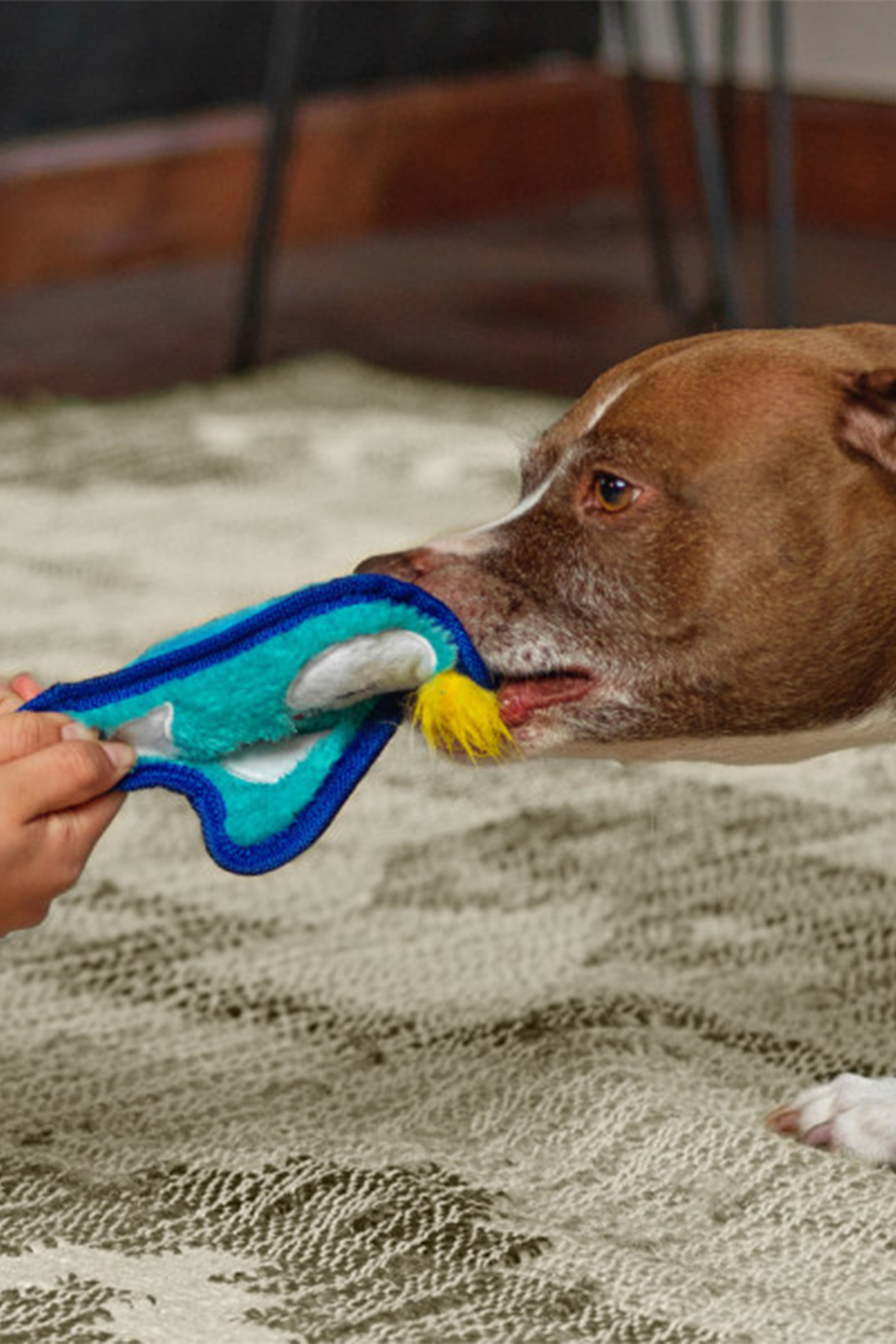 اسباب‌بازی سگ پنگوئن، چندرنگ، خیلی کوچک؛ اوت‌وارد هاوند Outward Hound Invincibles Durablez