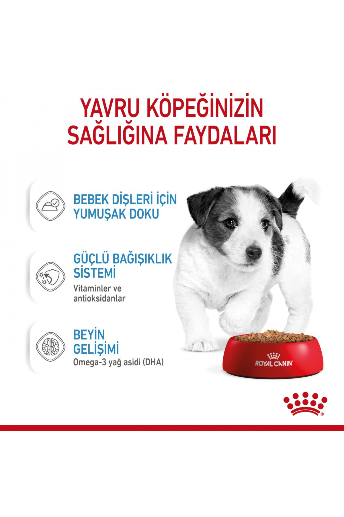 غذای مرطوب توله‌سگ نژاد کوچک رویال کنین Royal Canin، مرغ، ۱۲ × ۸۵ گرم