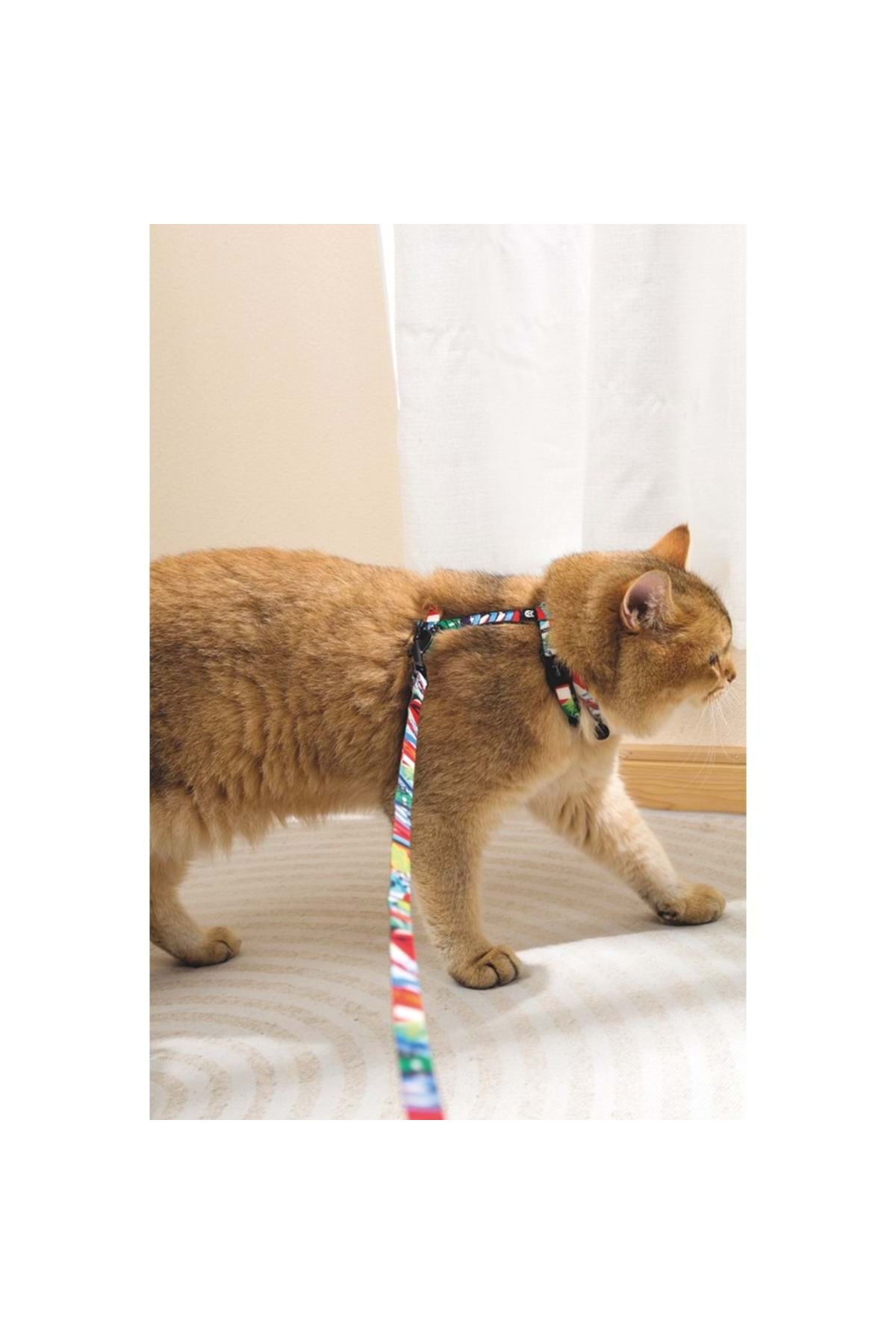 ست قلاده کتفی گربه ام‌پتس M-PETS Urban Style Freestyle، چندرنگ، سایز S