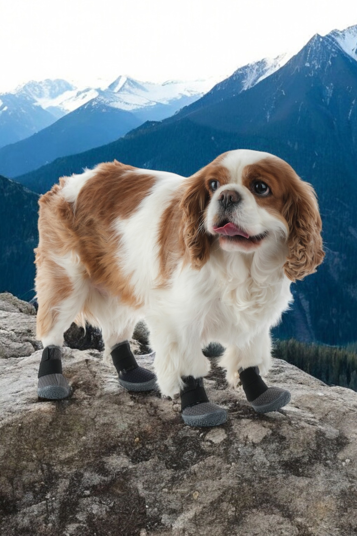 کفش سگ پاوپرینتس PawPrints با زیره لاستیکی ضدلغزش، مشکی