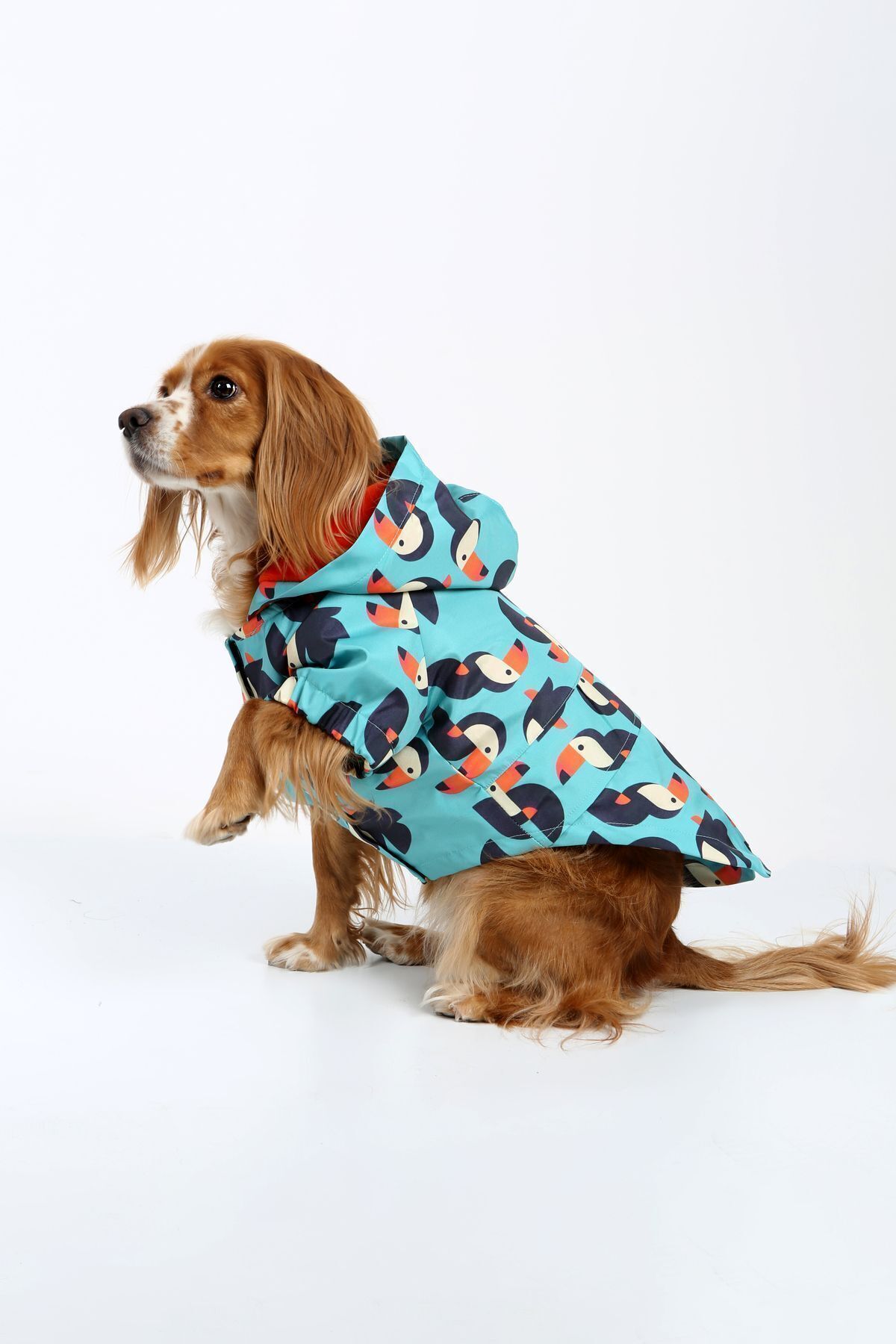 کاپشن سگ پلار‌دار پت‌پرسن Petperson Toucan Roll، آبی