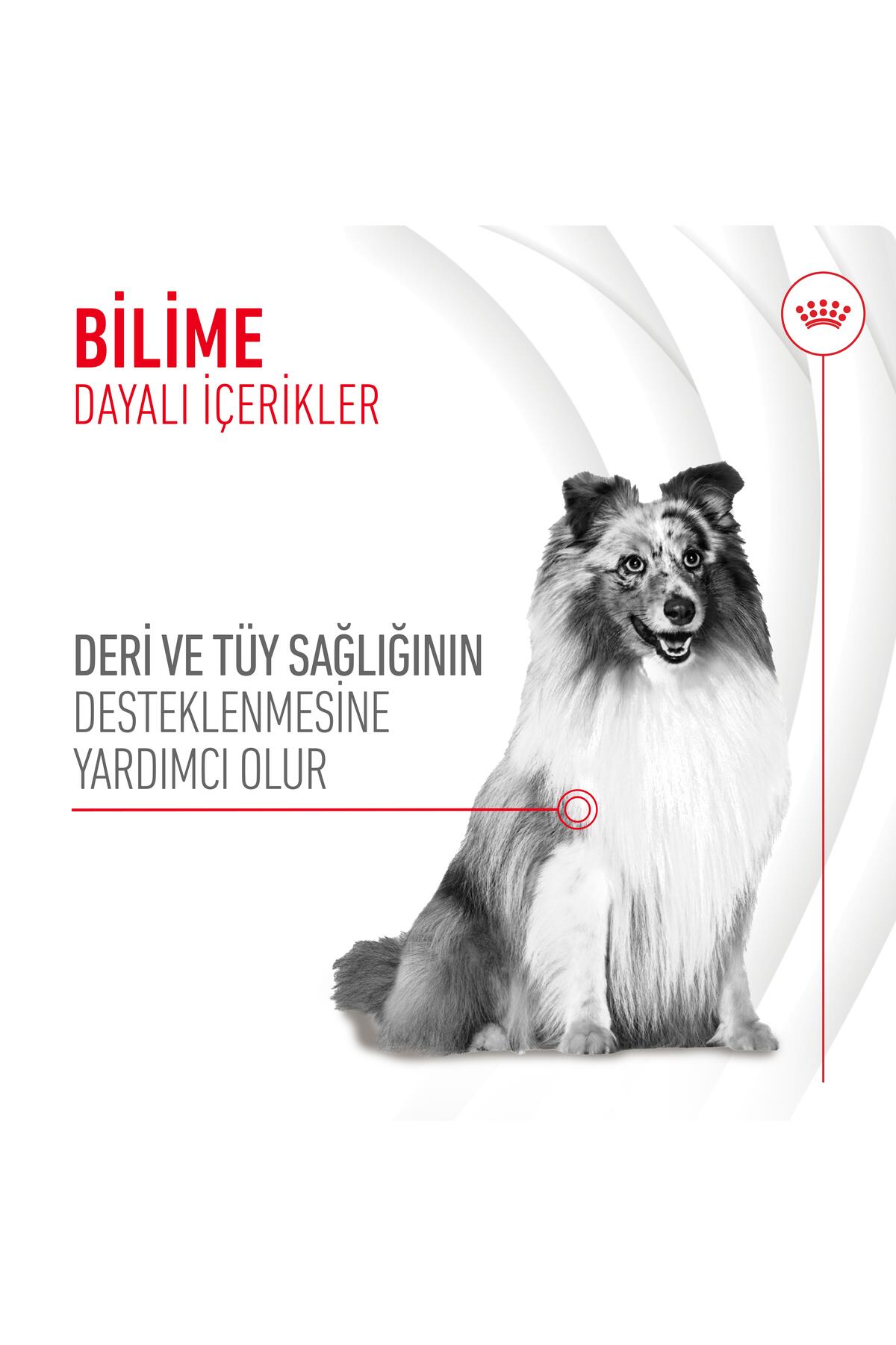 تشویقی مکمل سگ رویال کنین Royal Canin Skin&Coat، ۲۴۰ گرم