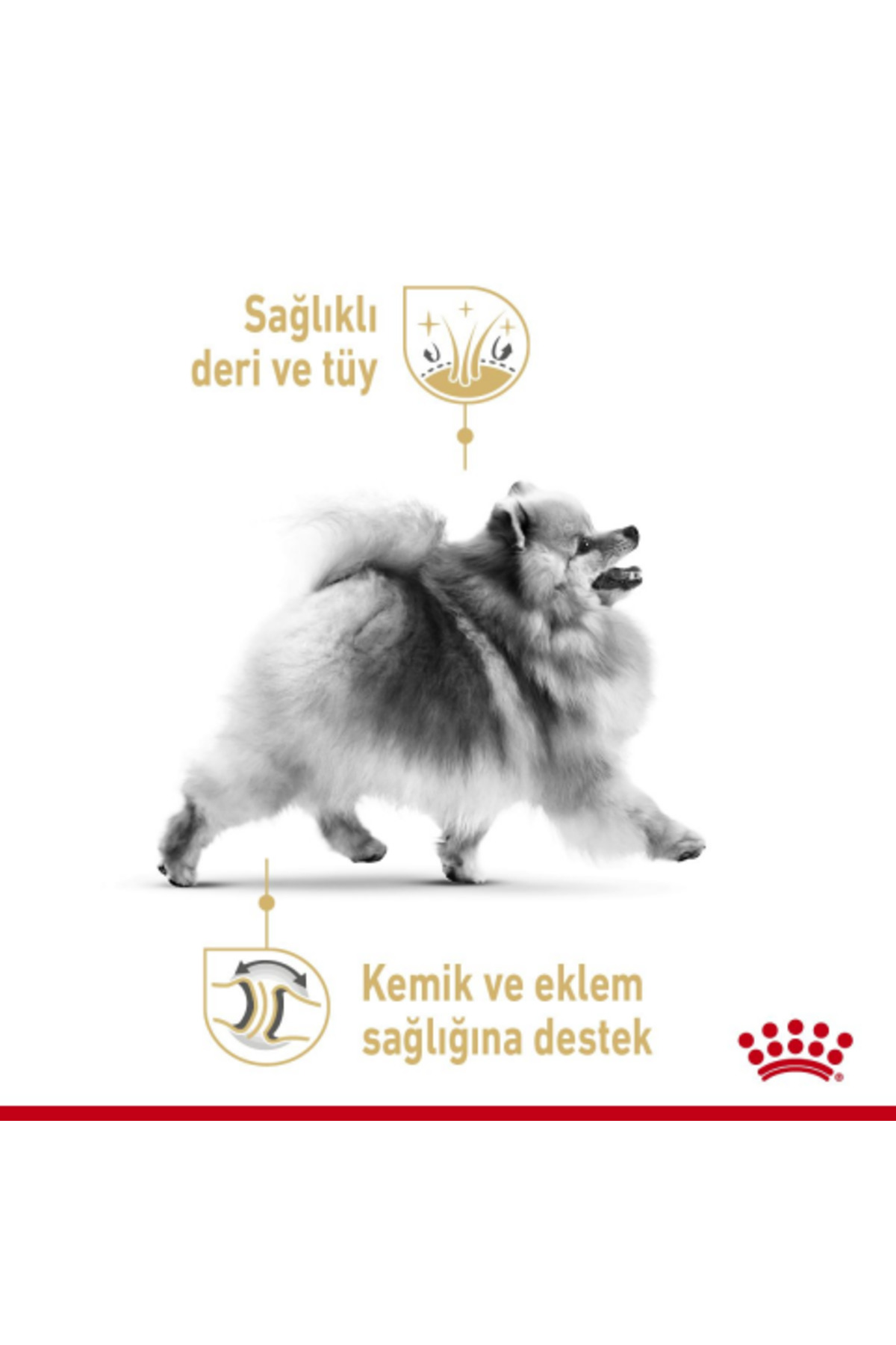 غذای خشک سگ بالغ پامرانیان رویال کنین Royal Canin، ۱٫۵ کیلوگرم 1,5 kg