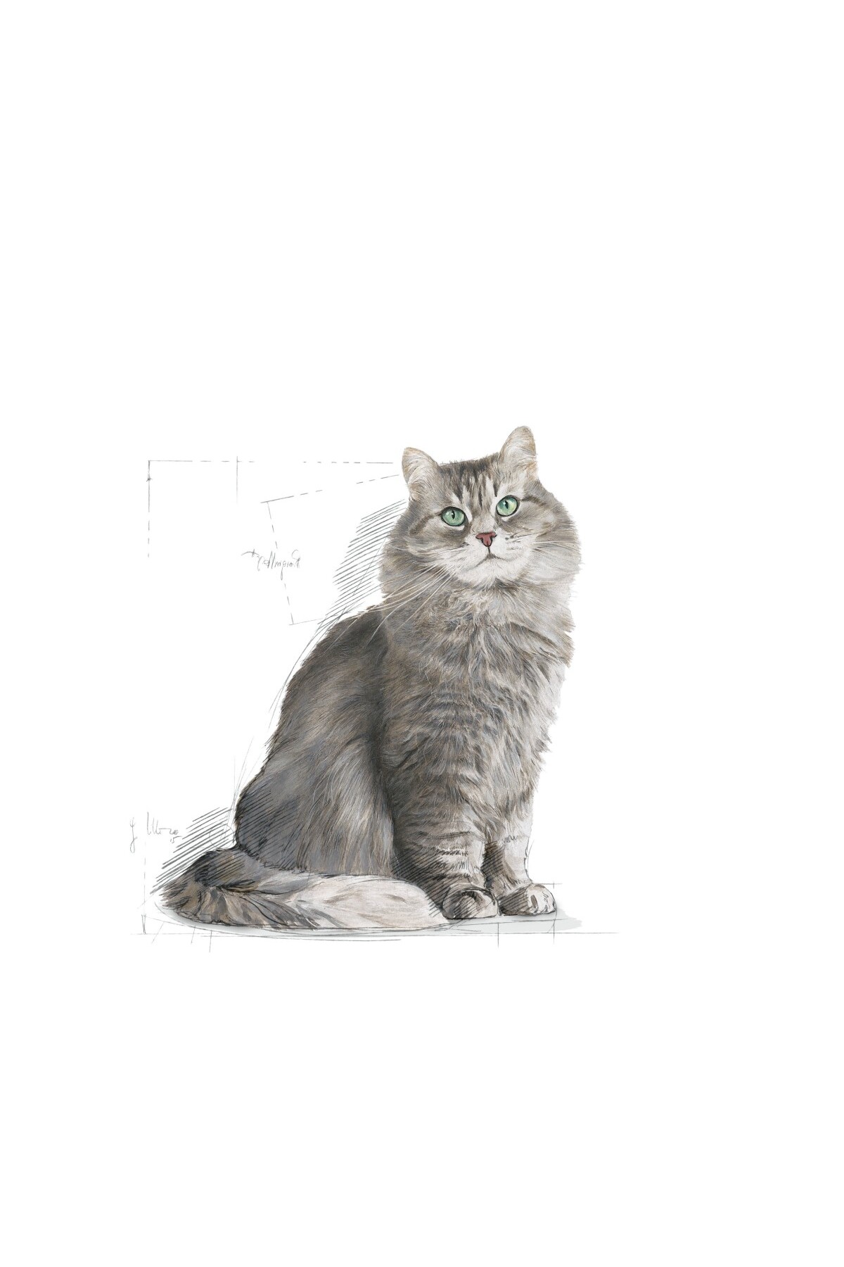 غذای خشک گربه بالغ رویال کنین Royal Canin Sensible 33، ۴۰۰ گرم
