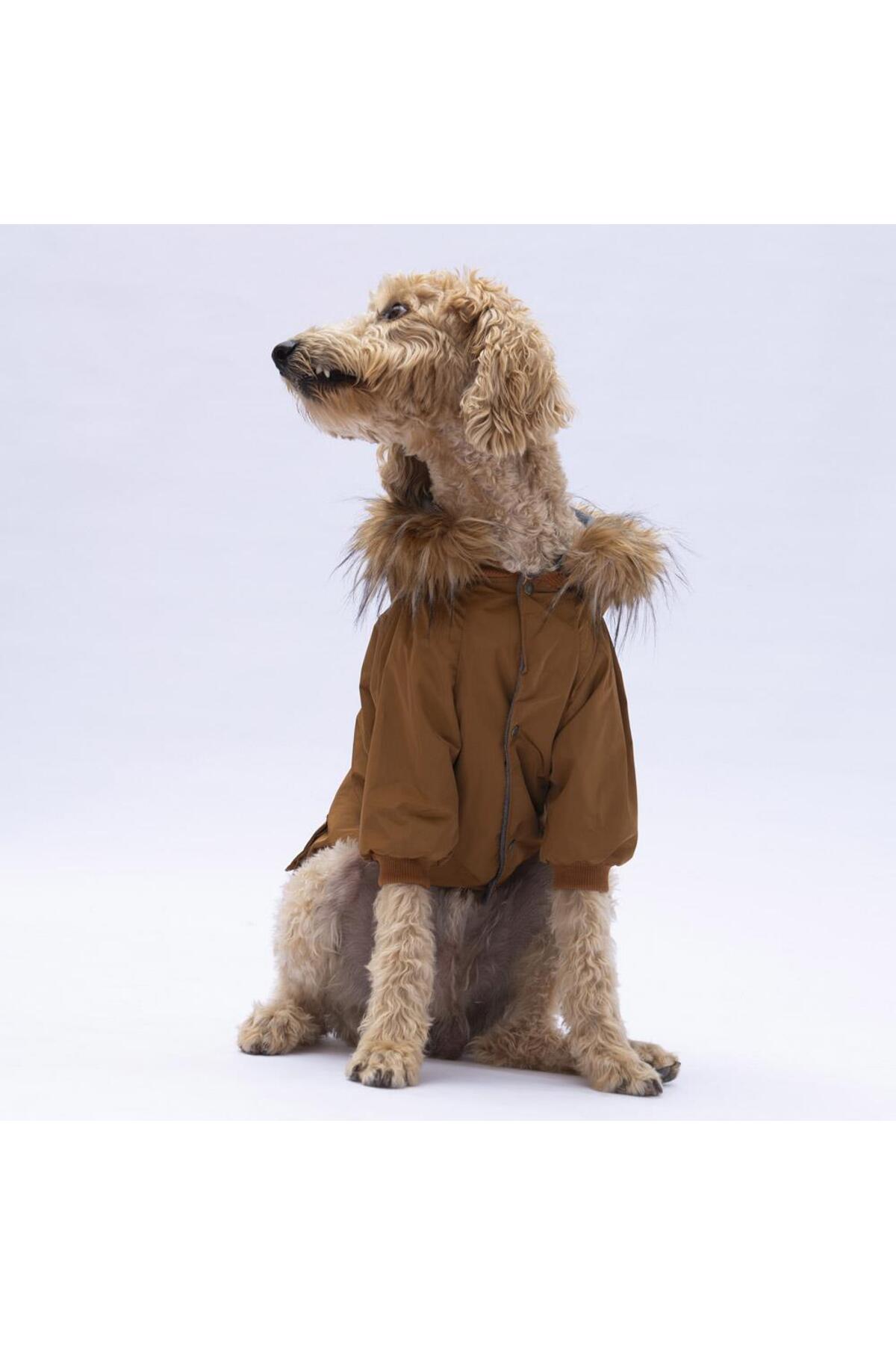 کاپشن و بارانی سگ نژاد بزرگ پاواستار Pawstar Camel Charles مدل BPS24-1034، قهوه‌ای
