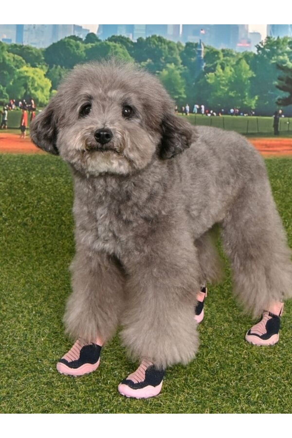 کفش بافتنی سگ پوپیا Puppia Knitted Comfort، مدل PAZA-SH2166، صورتی
