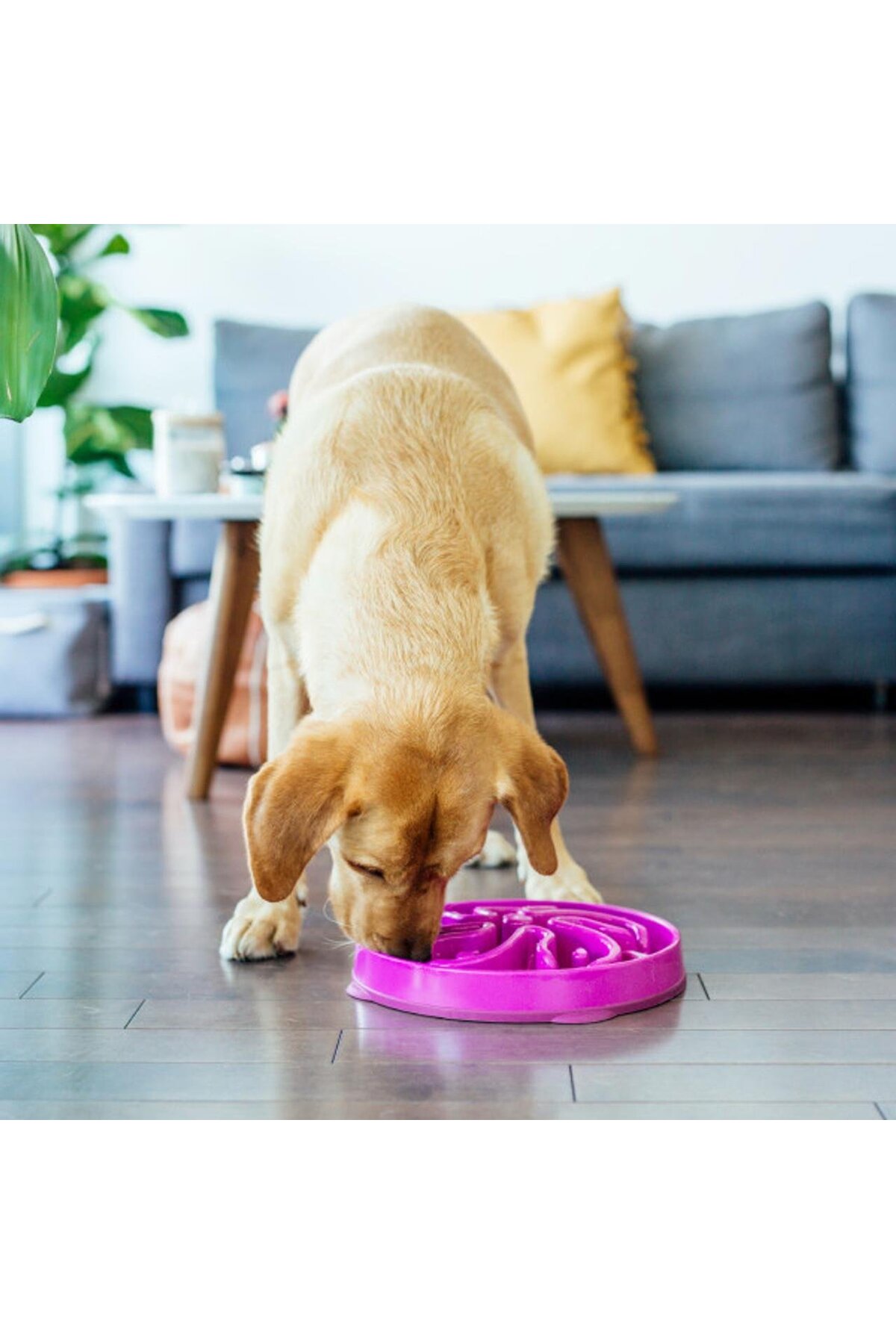 کاسه غذادهی آهسته اوت‌وارد هاوند Outward Hound، سایز M/L بنفش 600 gr