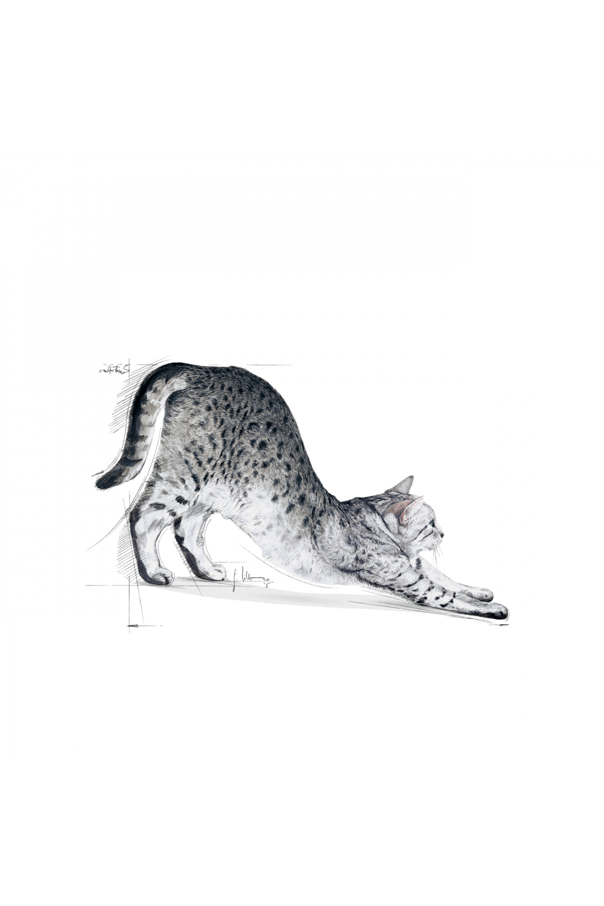 غذای خشک گربه رویال کنین Royal Canin Indoor 27، ۴۰۰ گرم