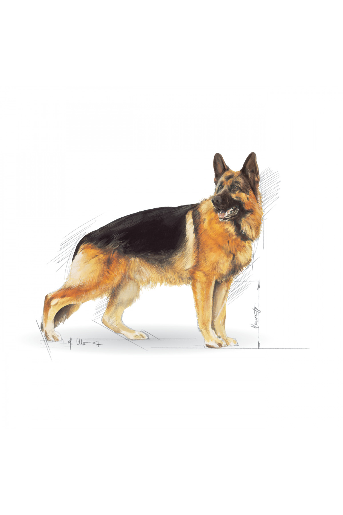 غذای خشک سگ بالغ ژرمن شپرد، طعم مرغ، رویال کنین Royal Canin 11 kg