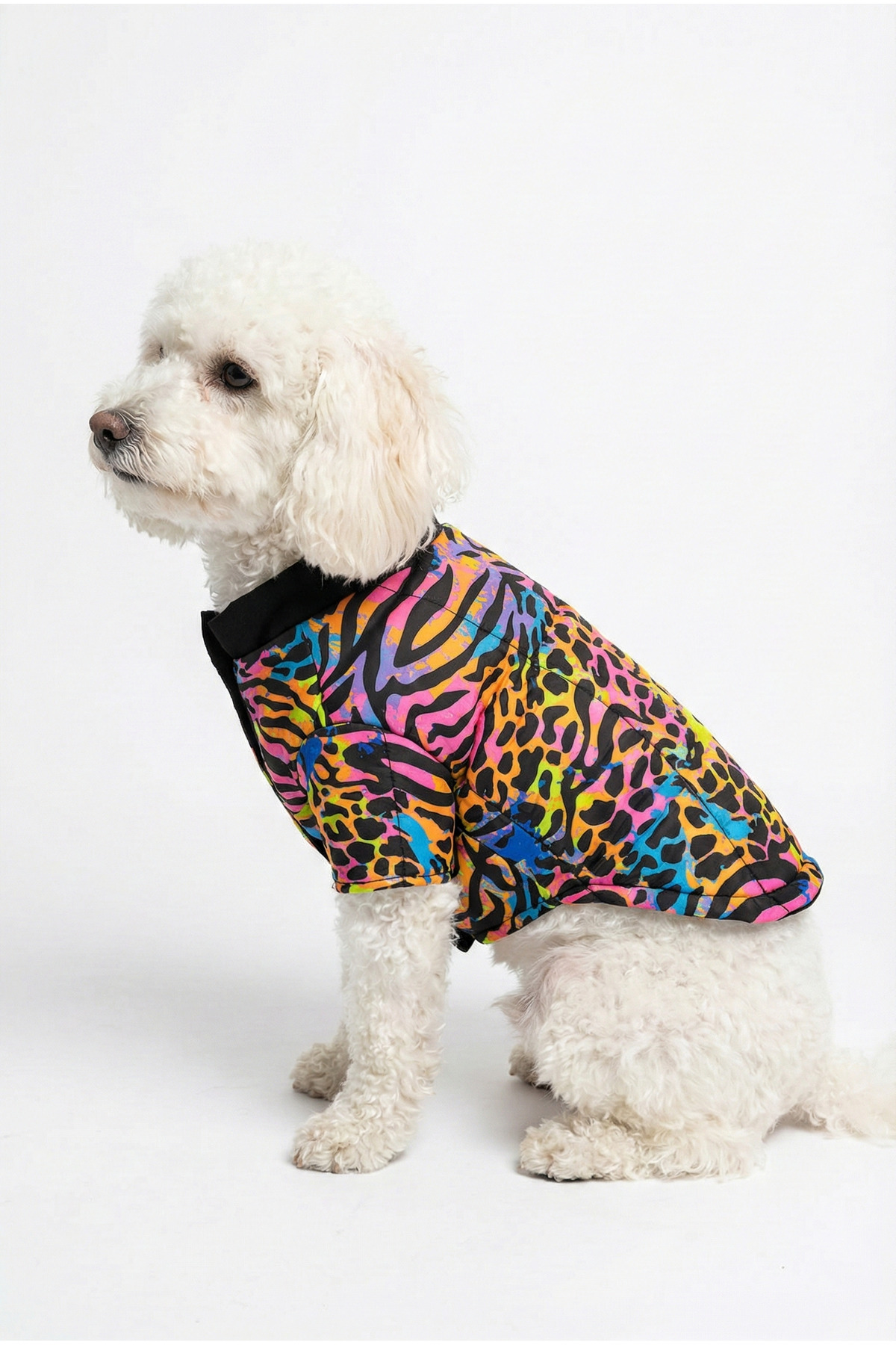 کت سگ طرح گورخری نئونی نوبل‌داگ NobleDog چندرنگ