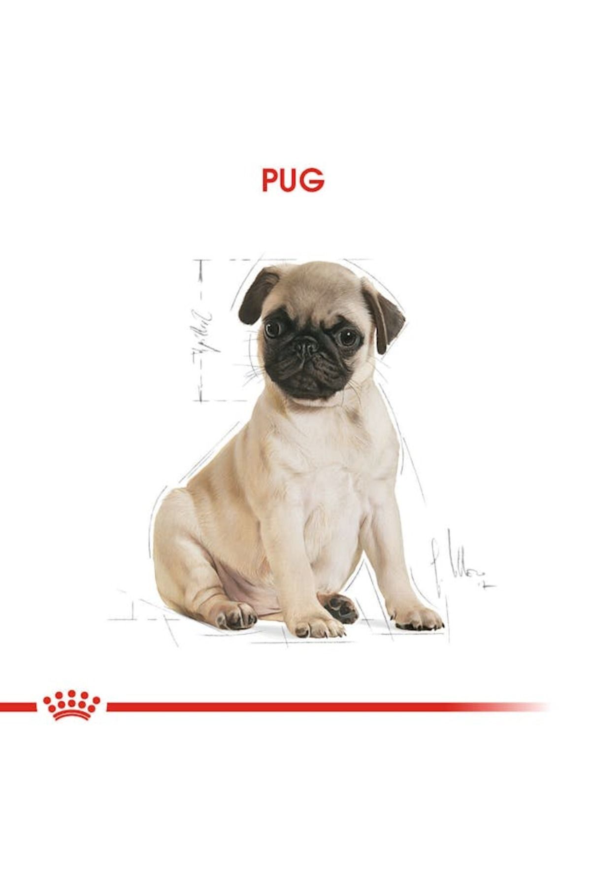 غذای خشک توله‌سگ پاگ رویال کنین Royal Canin، ۱٫۵ کیلوگرم 1.5 kg