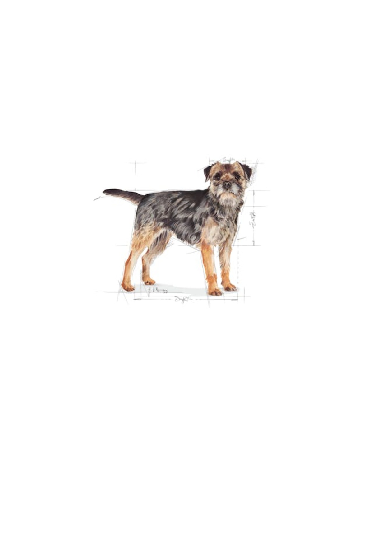 غذای خشک سگ بالغ عقیم‌شده رویال کنین Royal Canin Mini Sterilised، ۳ کیلوگرم