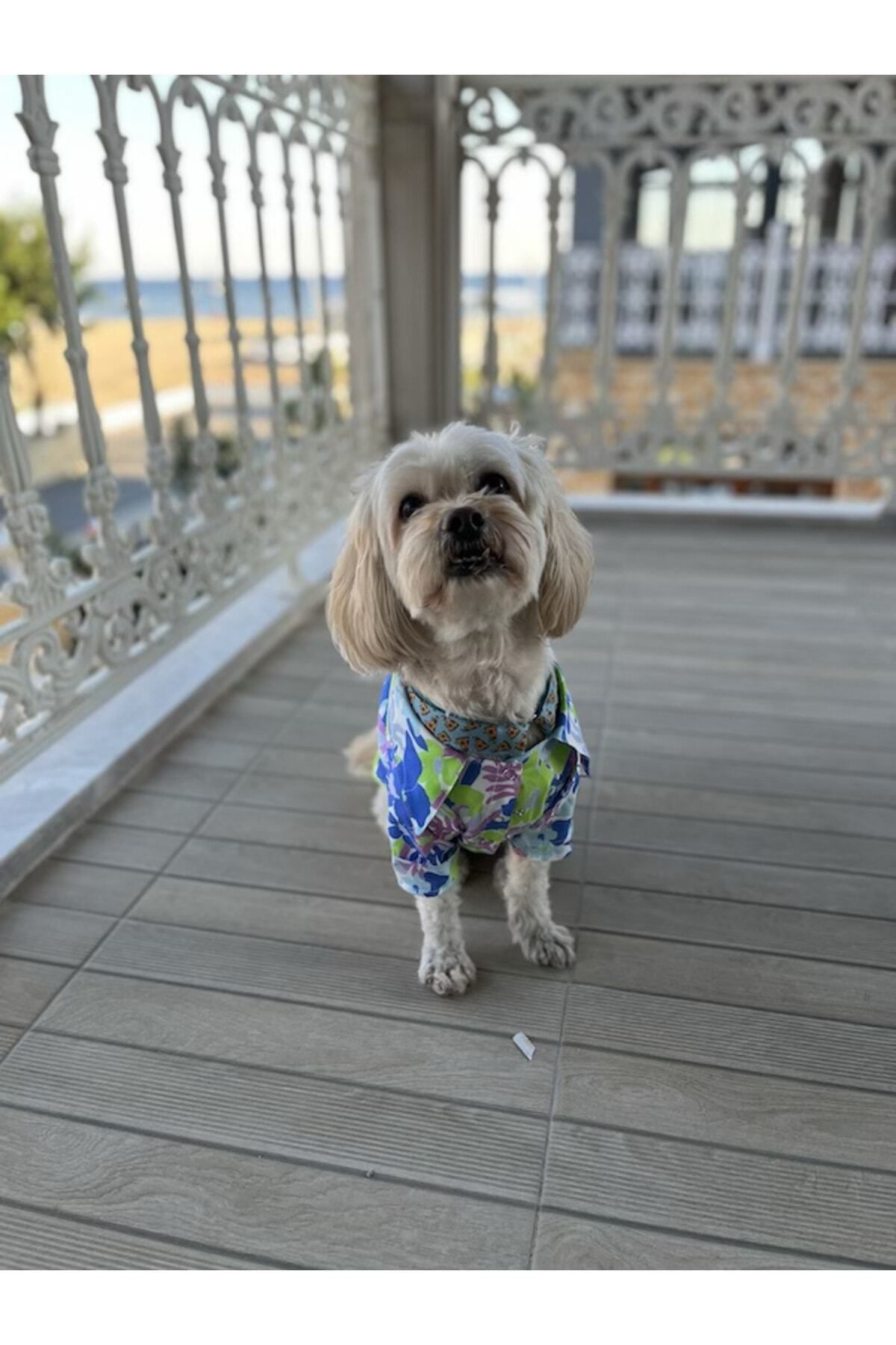پیراهن سگ میس دیزی پت بوتیک Miss Daisy Pet Boutique از ویسکوز، مدل MDNYG01