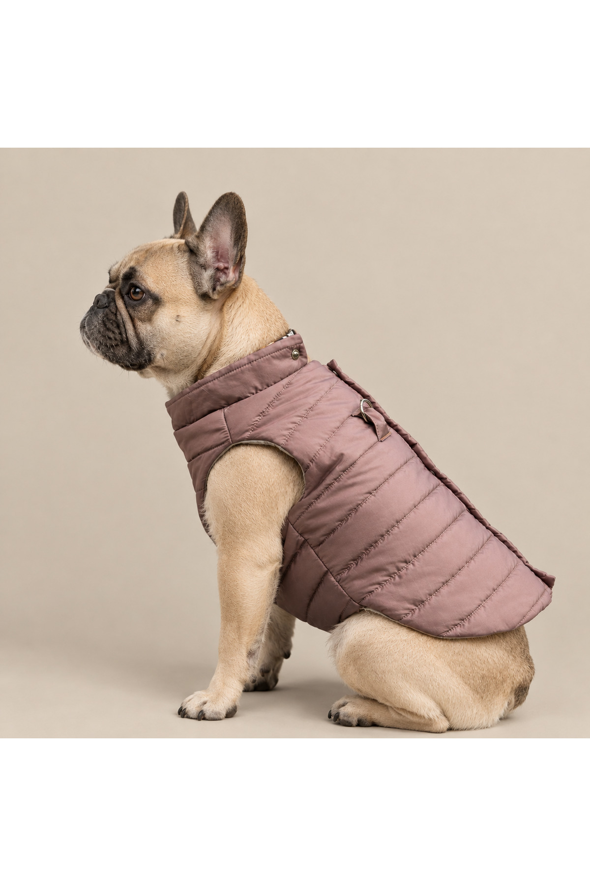 کاپشن پافر سبک سگ لولو دِ اربن پاپ Lulu The Urban Pup، بژ عسلی