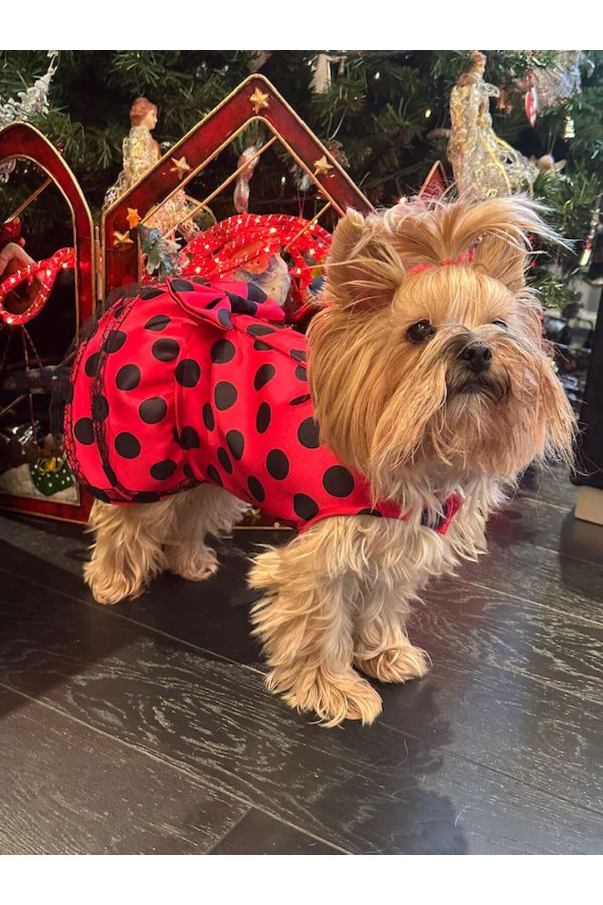 لباس سگ و گربه خال‌دار قرمز میس دیزی پت بوتیک Miss Daisy Pet Boutique مدل MDKPE001