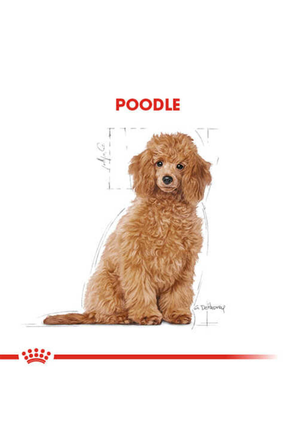 غذای خشک توله‌سگ پودل رویال کنین Royal Canin Junior، ۳ کیلوگرم