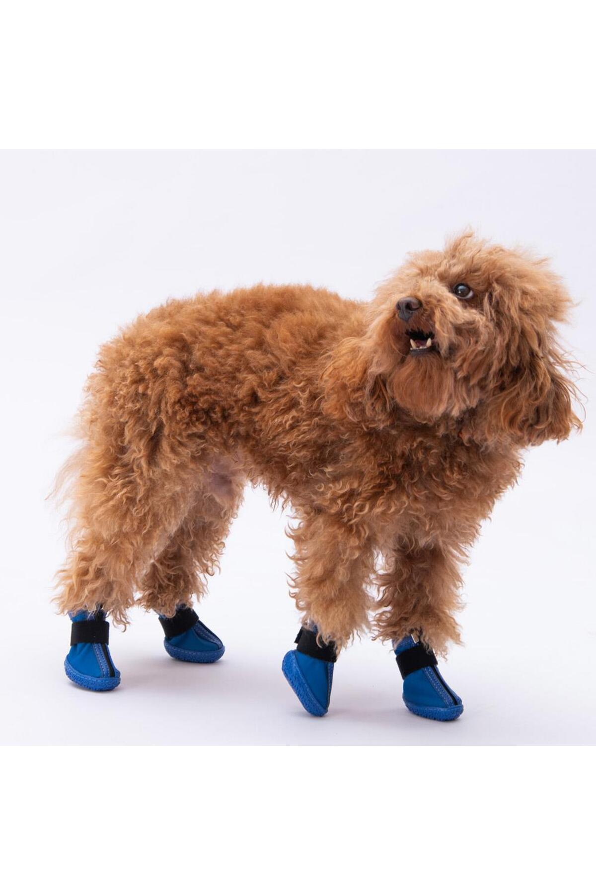 کفش سگ پاوستار Pawstar آبی مدل PDS-02
