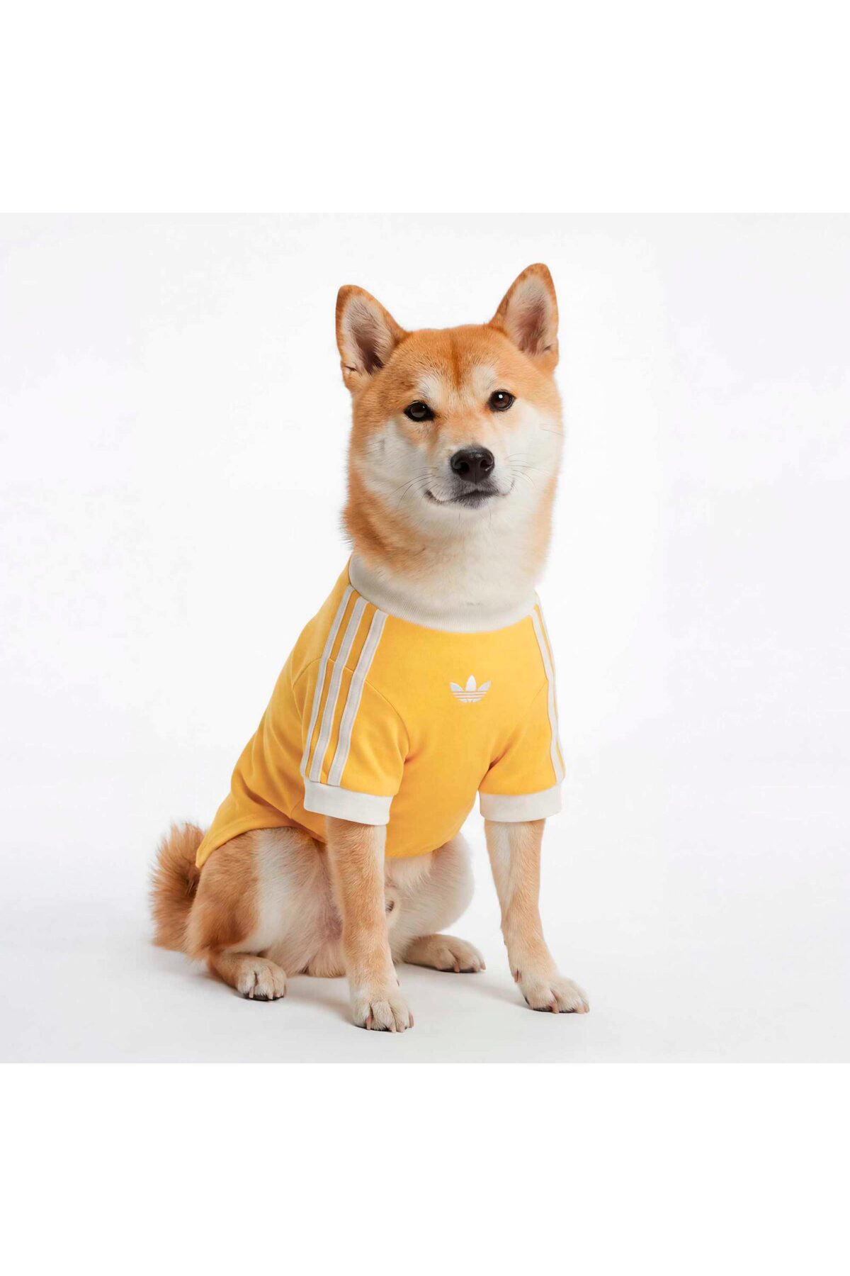 تی‌شرت سگ Cali زرد آدیداس adidas Originals، کد KY8731