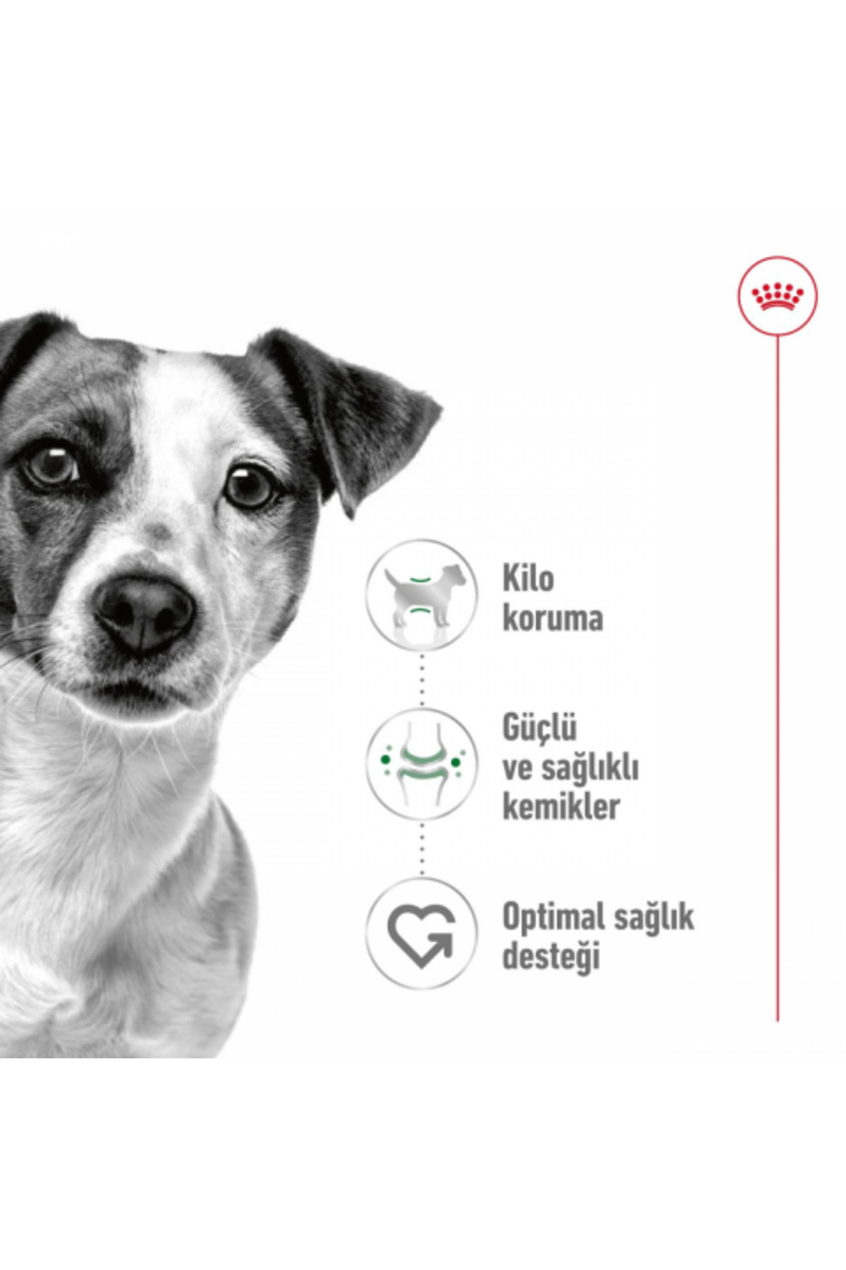 غذای خشک سگ رویال کنین Royal Canin Mini Adult برای نژادهای کوچک 8kg