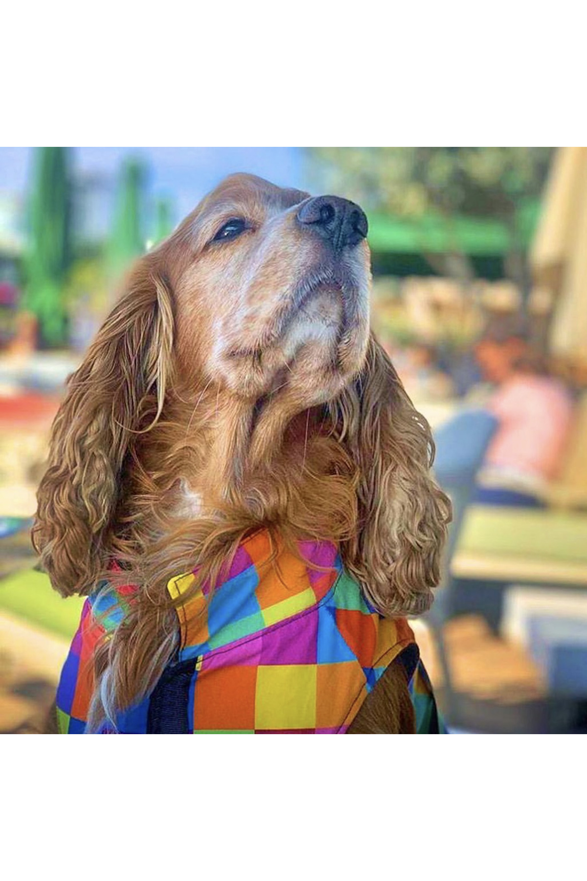 لباس بالاتنه چندرنگ سگ‌های بزرگ آلفادگ دیزاین Alphadog Design Colorbox