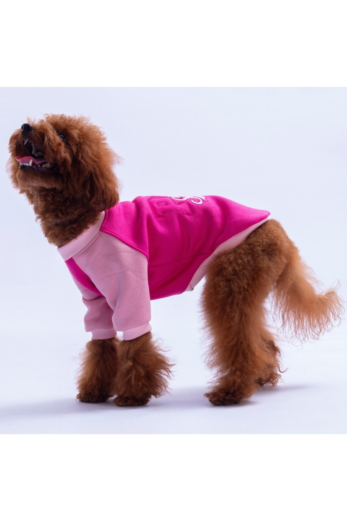 سویشرت سگ Boston به رنگ فوکسیا، پاوستار Pawstar