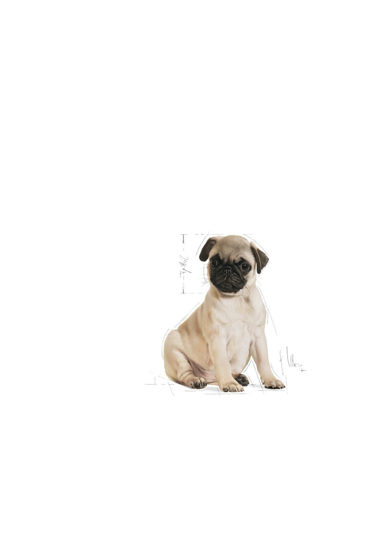 غذای خشک توله‌سگ پاگ رویال کنین Royal Canin، ۱٫۵ کیلوگرم 1.5 kg