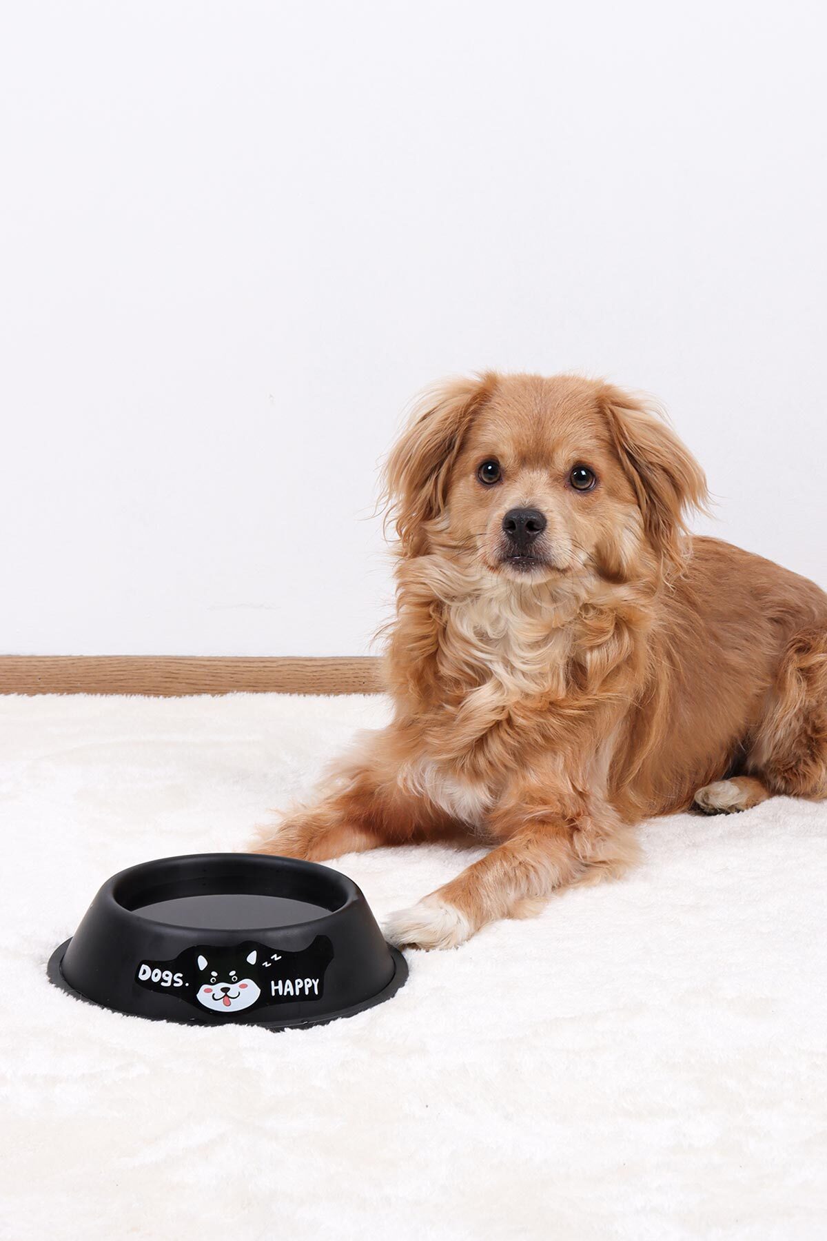 ظرف فلزی غذا و آب گربه و سگ گوبی‌پت GOBYPET، مشکی، ۱۸ سانتی‌متر، مدل 004274