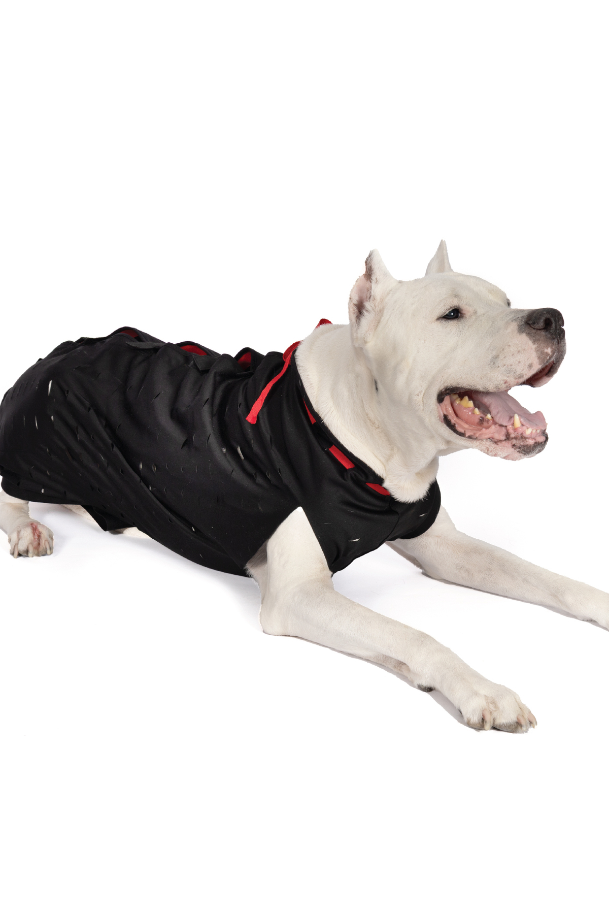 لباس محافظ زخم سگ و گربه پت‌سویت Petsuit، مدل YKK-S، مشکی