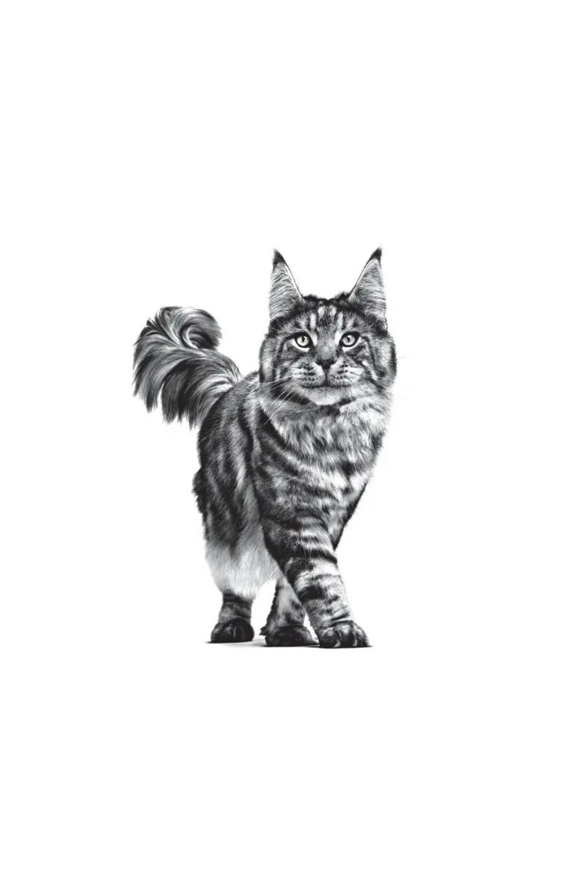 غذای خشک گربه عقیم‌شده Veterinary Expert Neutered Satiety Balance، ۱٫۵ کیلوگرم، رویال کنین Royal Canin 1,5 kg