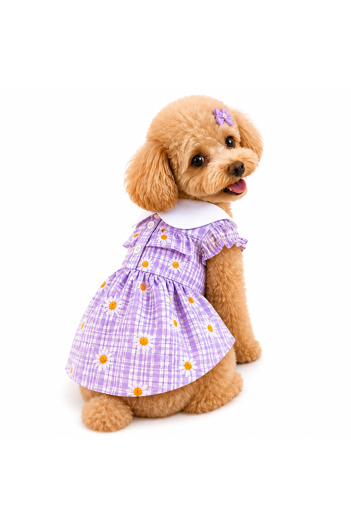 لباس حیوانات خانگی، پیراهن یقه‌دار بنفش طرح گل بابونه دولچه پتس Dolce Pets مدل DPE008