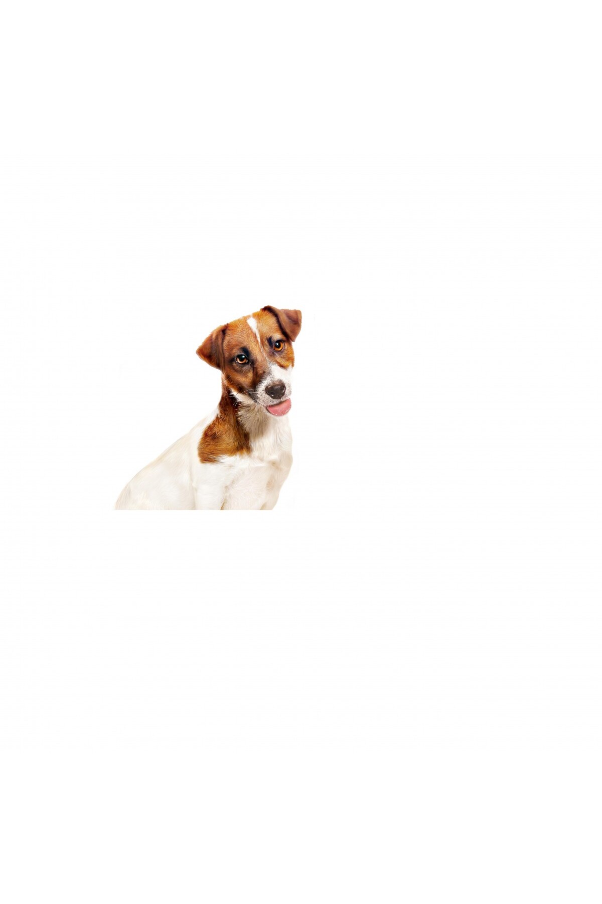 غذای کنسروی مرطوب سگ‌های نژاد کوچک ۱۹۵ گرمی، طعم مرغ رویال کنین Royal Canin