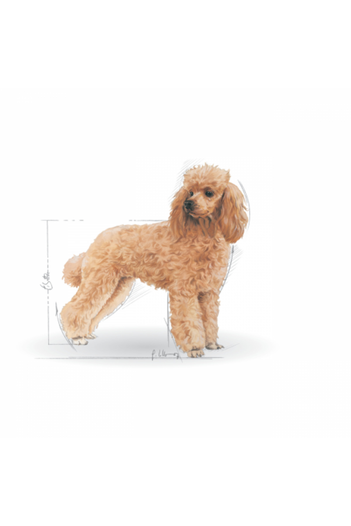 غذای خشک سگ پودل بالغ رویال کنین Royal Canin، ۳ کیلوگرم