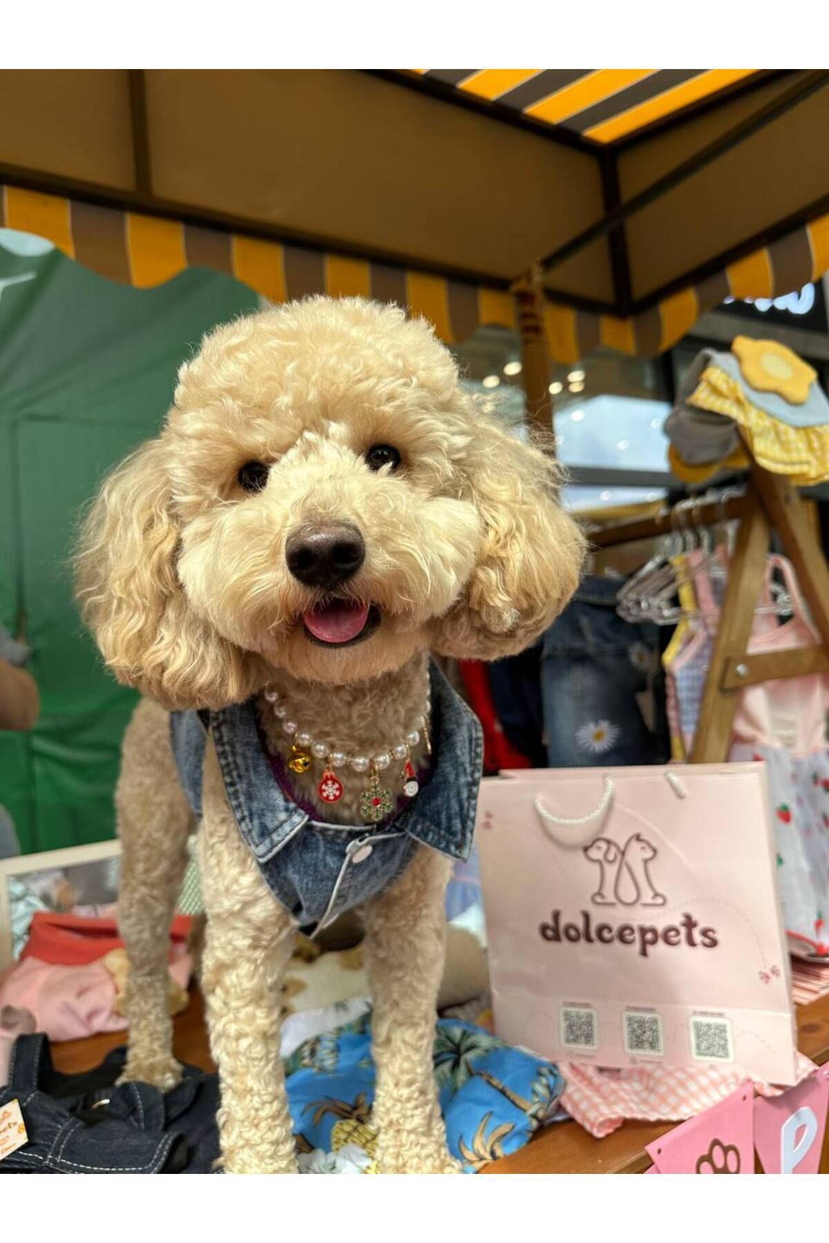 ژاکت جین سگ دولچه پتس Dolce Pets، مدل DC001، طرح گل‌مینا آبی