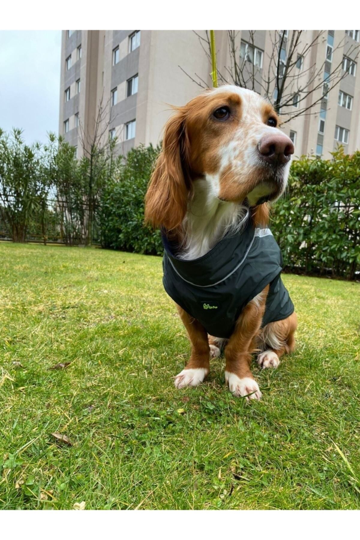 بارانی سگ زوبی داگز Zubi Dogs Zubirain مدل ZBR004 سبز