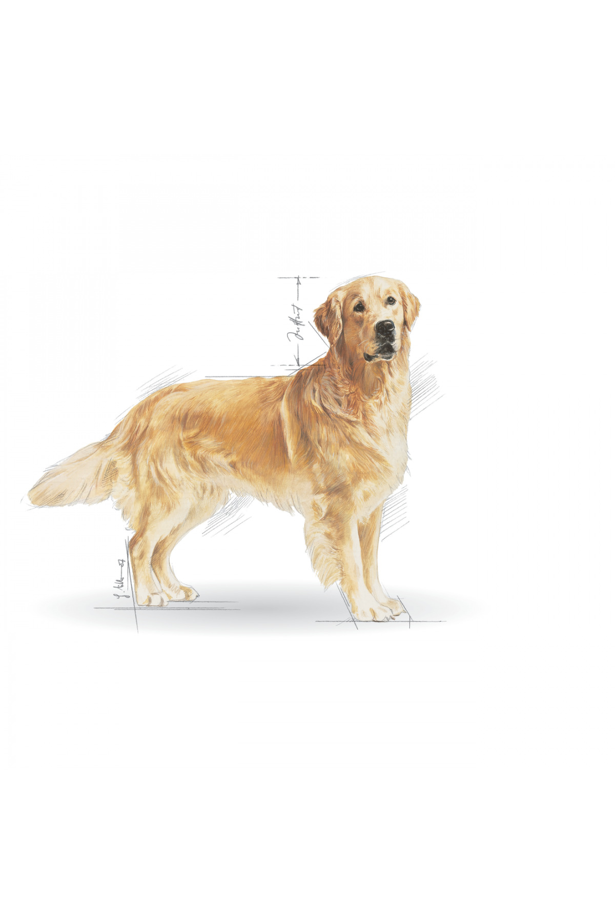 غذای خشک سگ بالغ گلدن رتریور رویال کنین Royal Canin، ۱۲ کیلوگرم