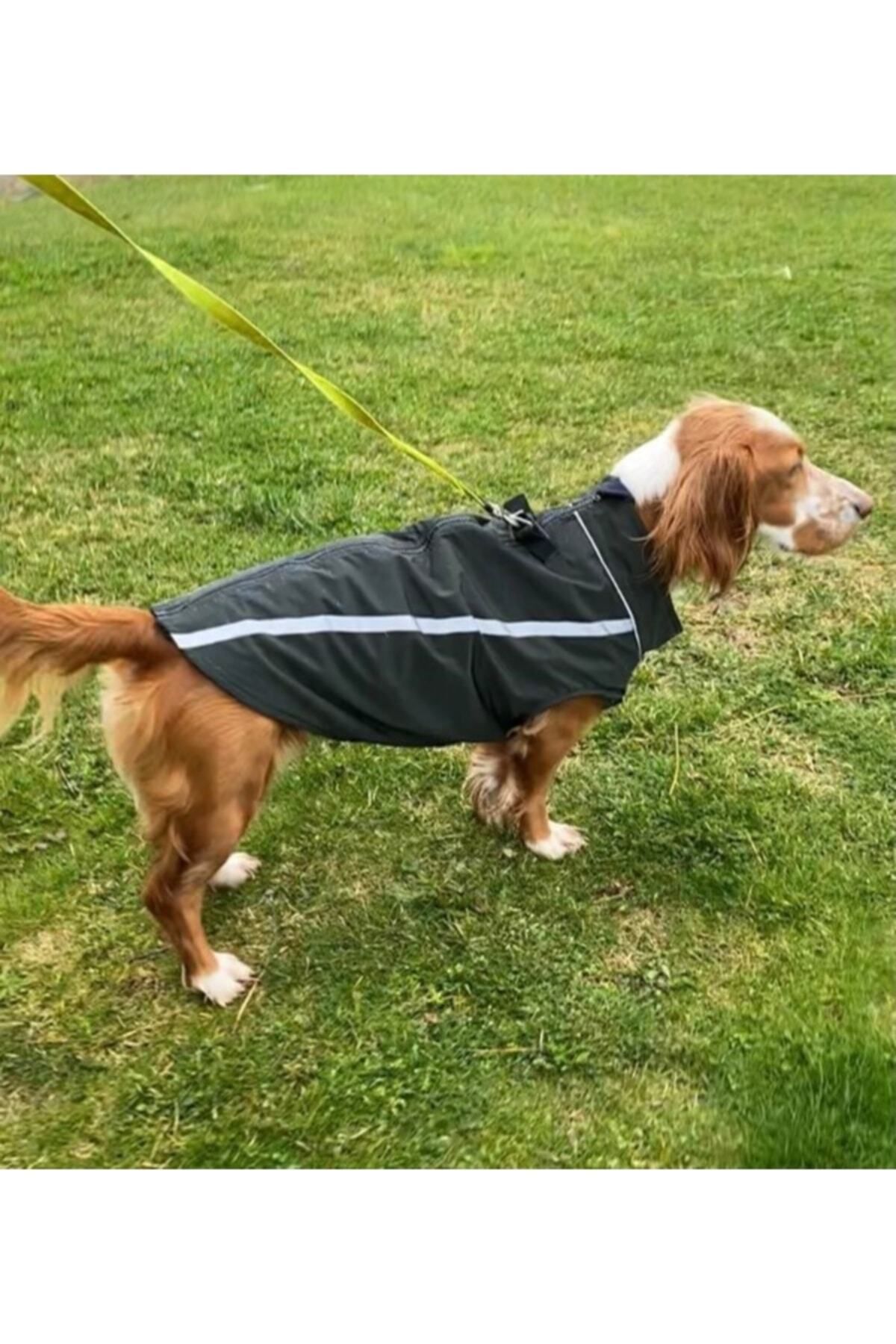 بارانی سگ زوبی داگز Zubi Dogs Zubirain مدل ZBR004 سبز