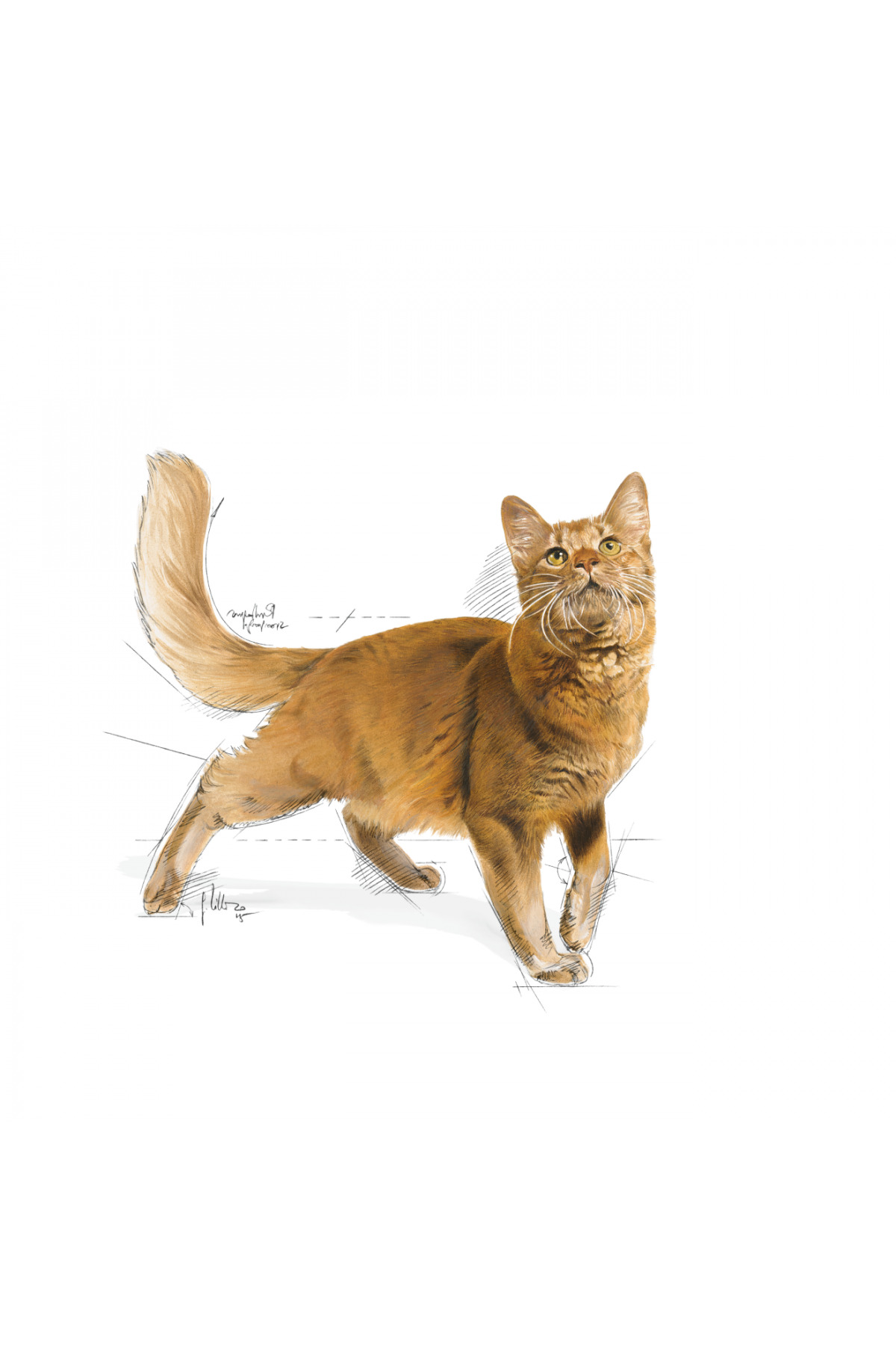 غذای خشک گربه رویال کنین Royal Canin Fit 32، ۴۰۰ گرم