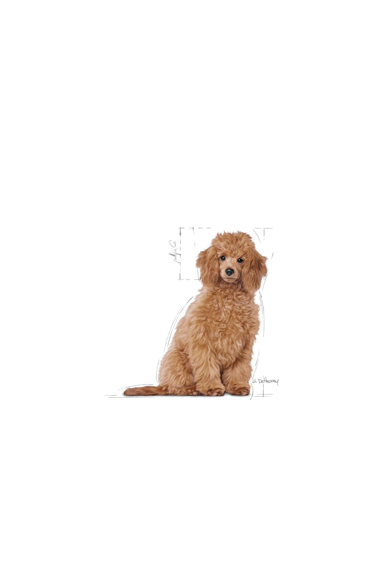 غذای خشک توله‌سگ پودل رویال کنین Royal Canin، ۳ کیلوگرم