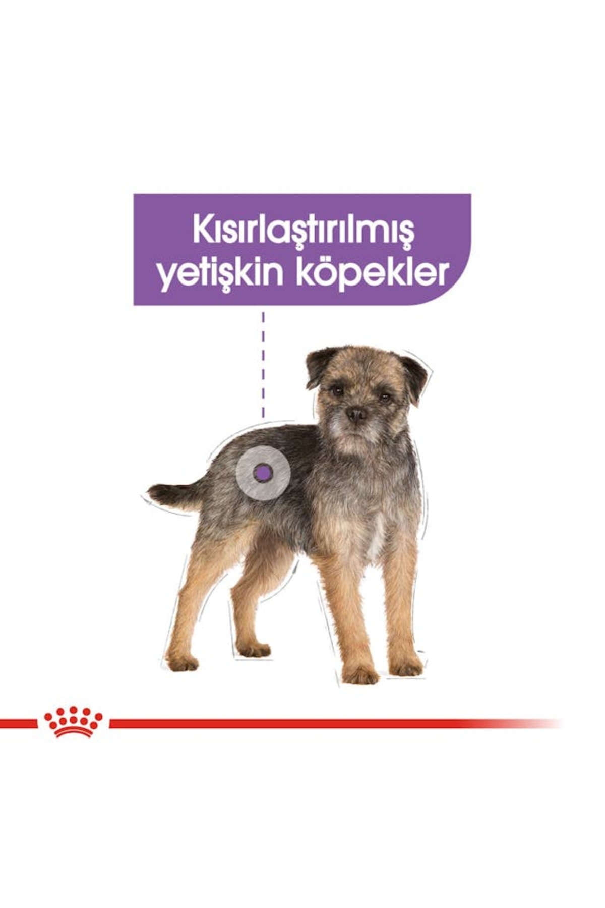 غذای خشک سگ بالغ عقیم‌شده رویال کنین Royal Canin Mini Sterilised، ۳ کیلوگرم